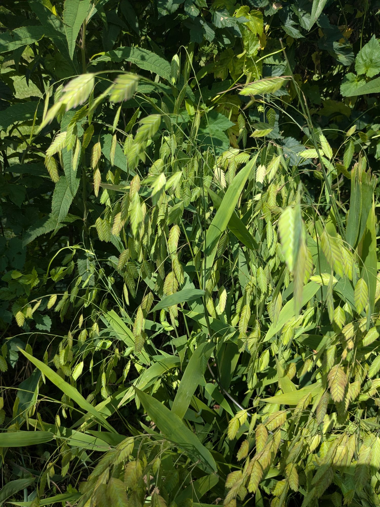 CHASMANTHIUM latifolium
