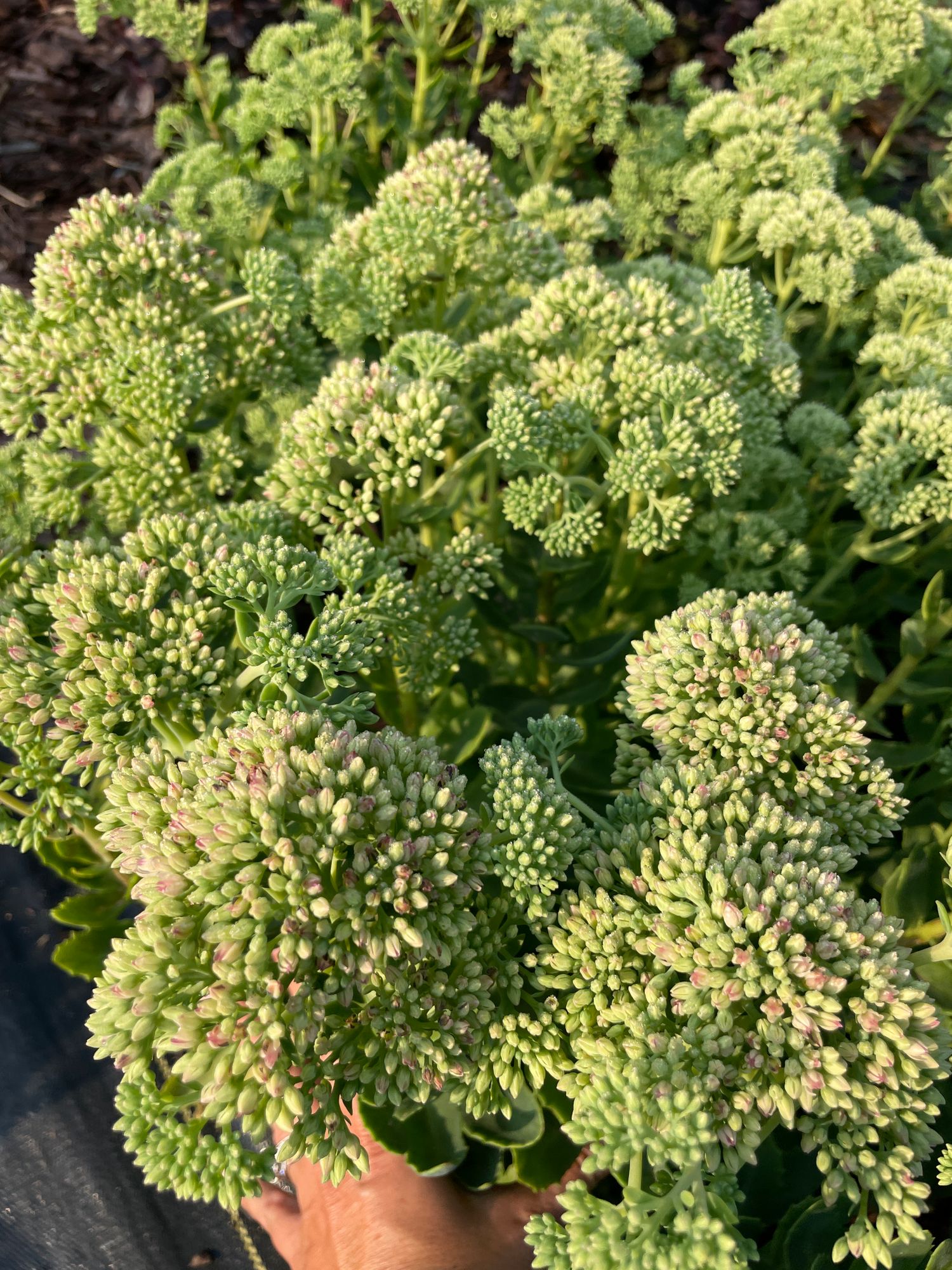 HYLOTELEPHIUM spectabile Autumn Joy
