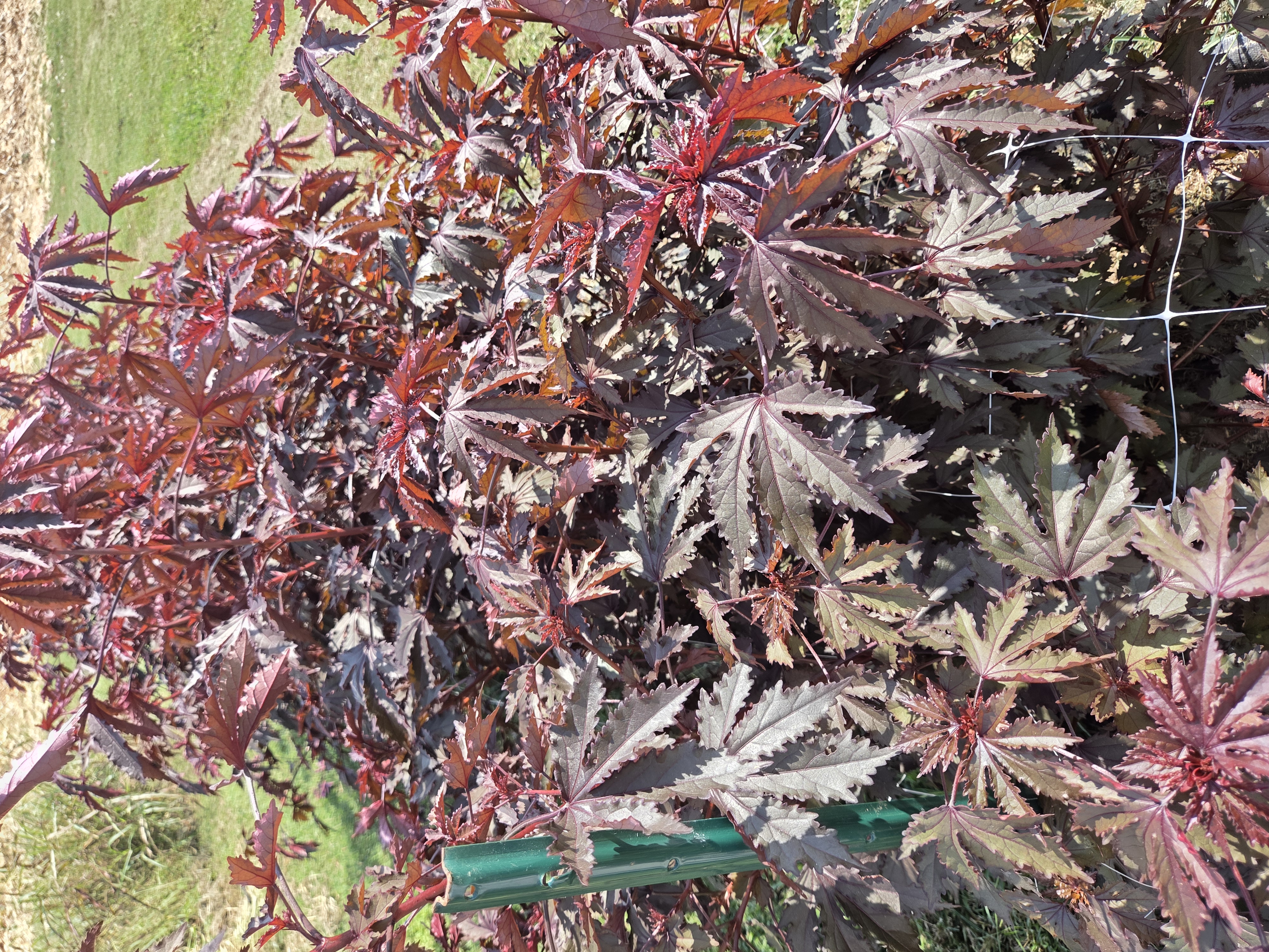 HIBISCUS acetosella