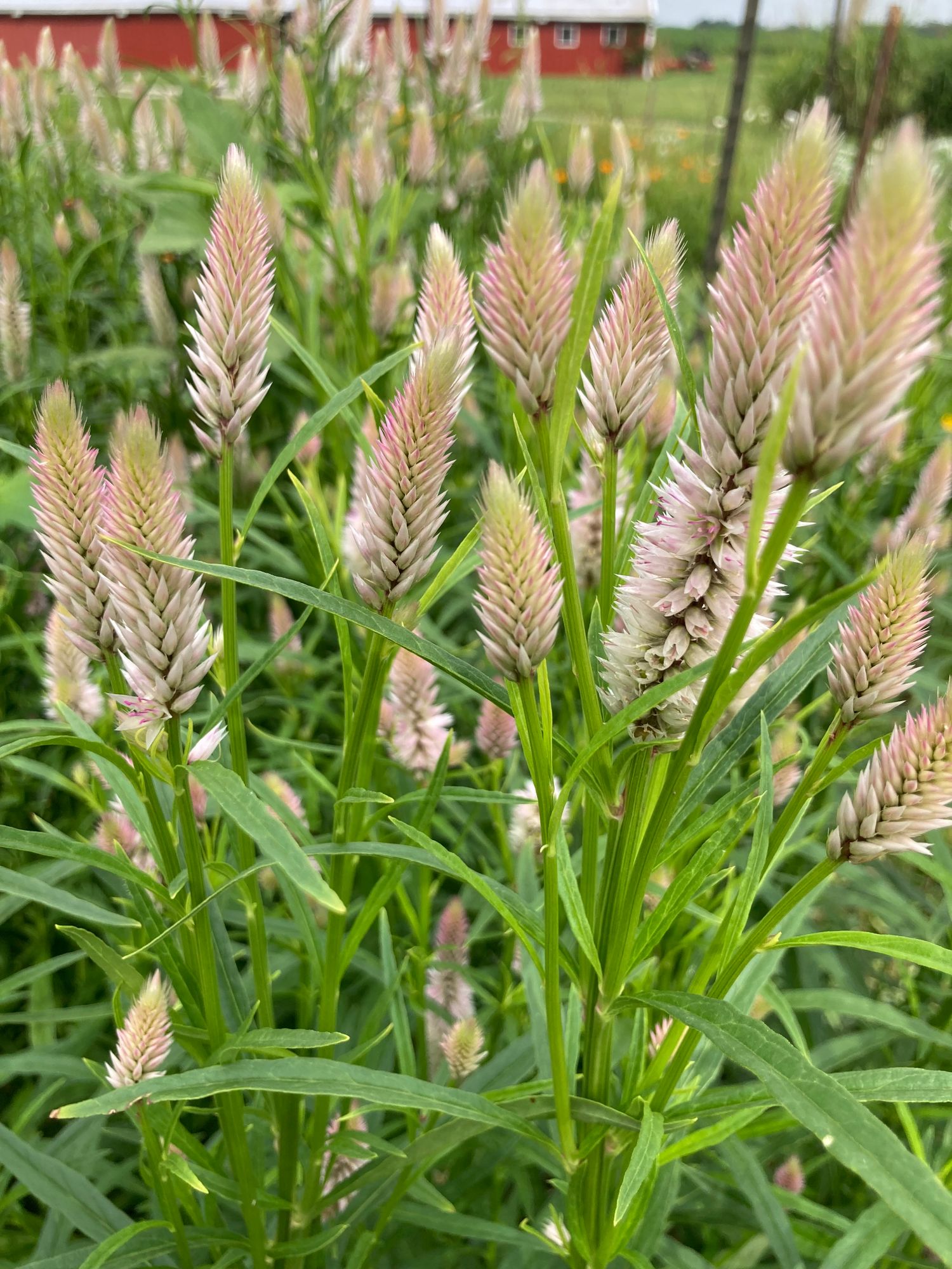 CELOSIA argentea spicata Flamingo Feather