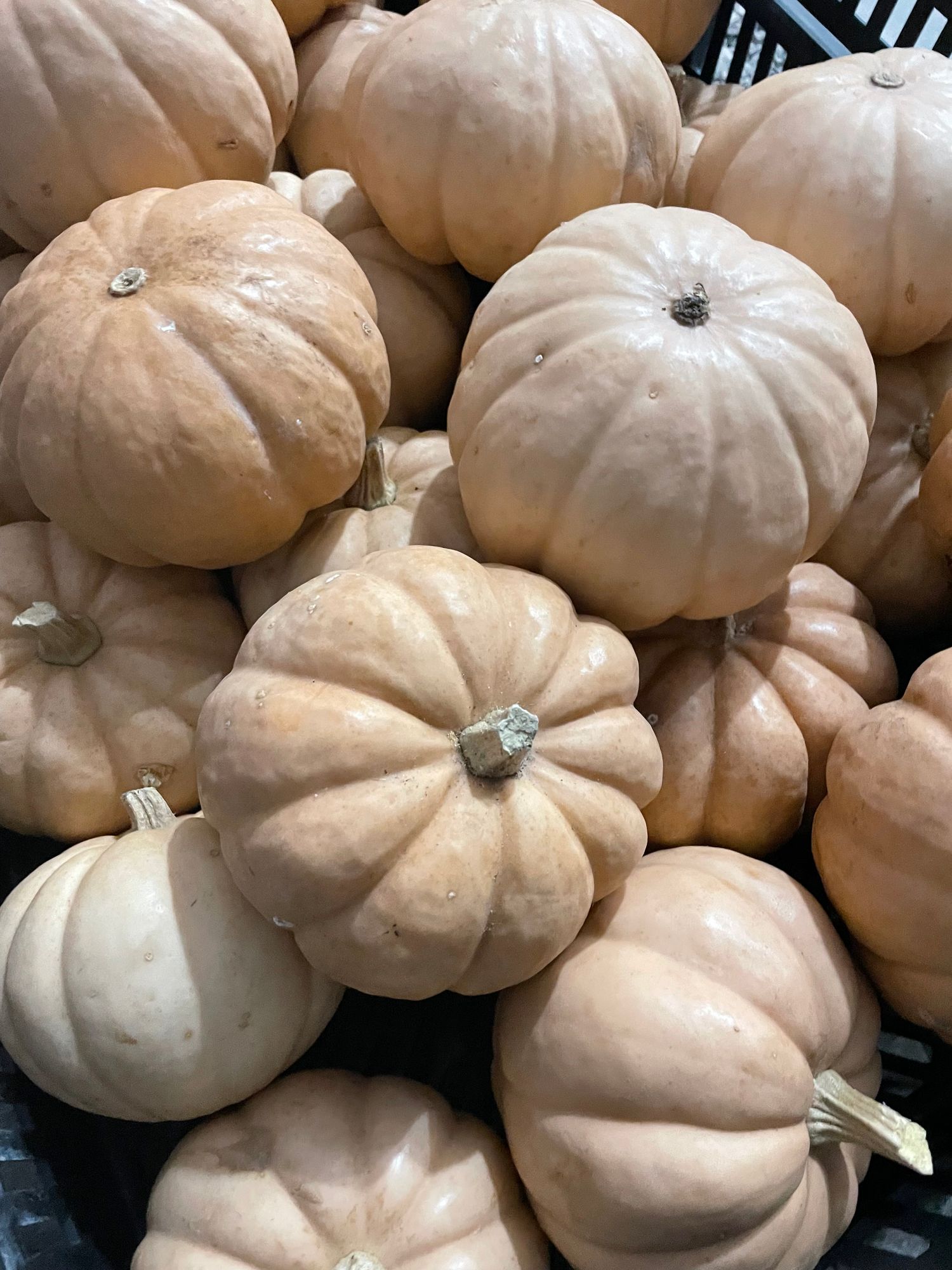 Small Beige Pumpkin