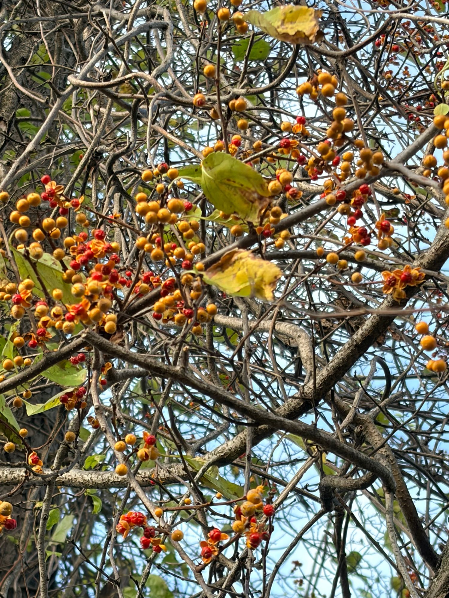 CELASTRUS obiculatus