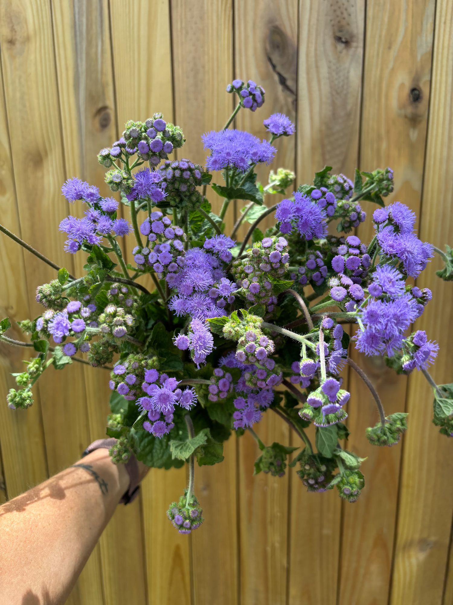 AGERATUM houstonianum Blue Horizon