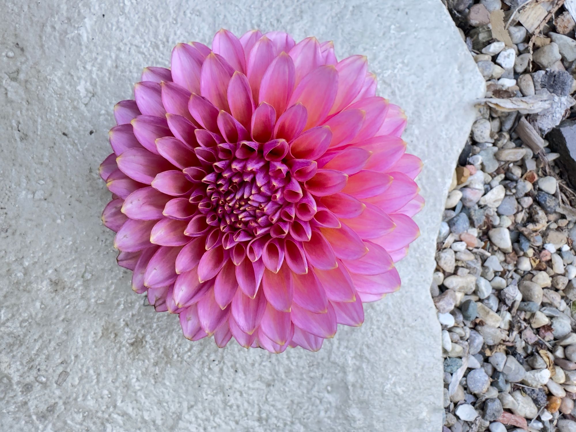 DAHLIA Bloomquist Mojo