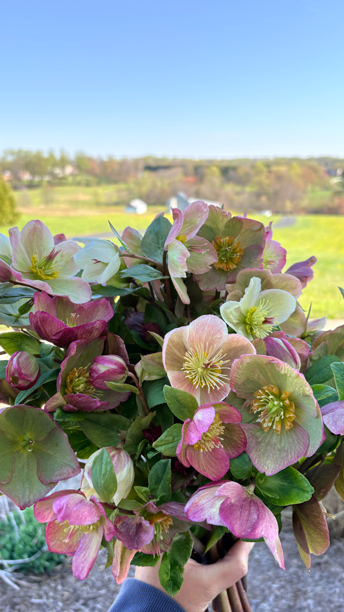 HELLEBORUS foetidus