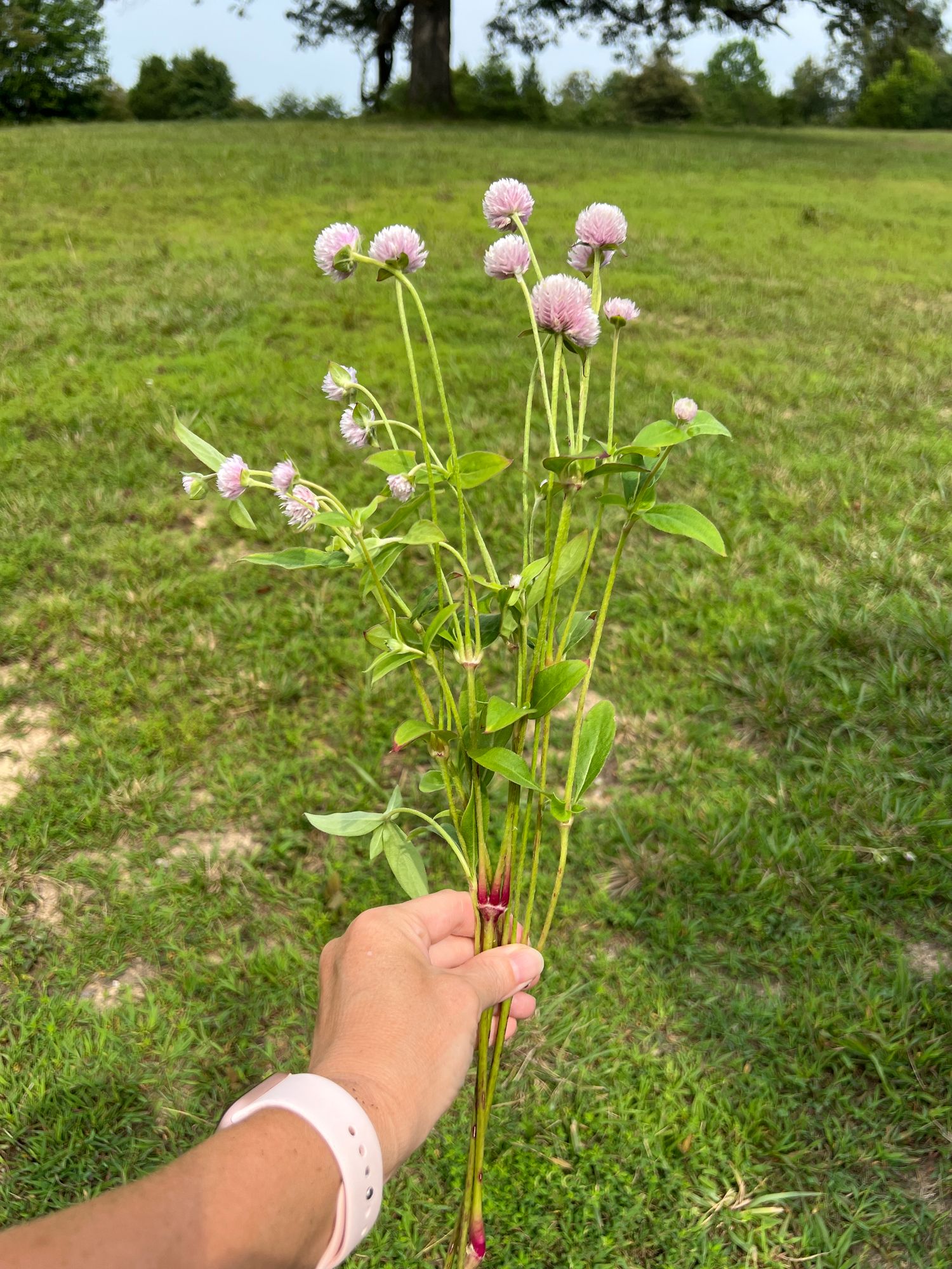 GOMPHRENA globosa QIS Lilac