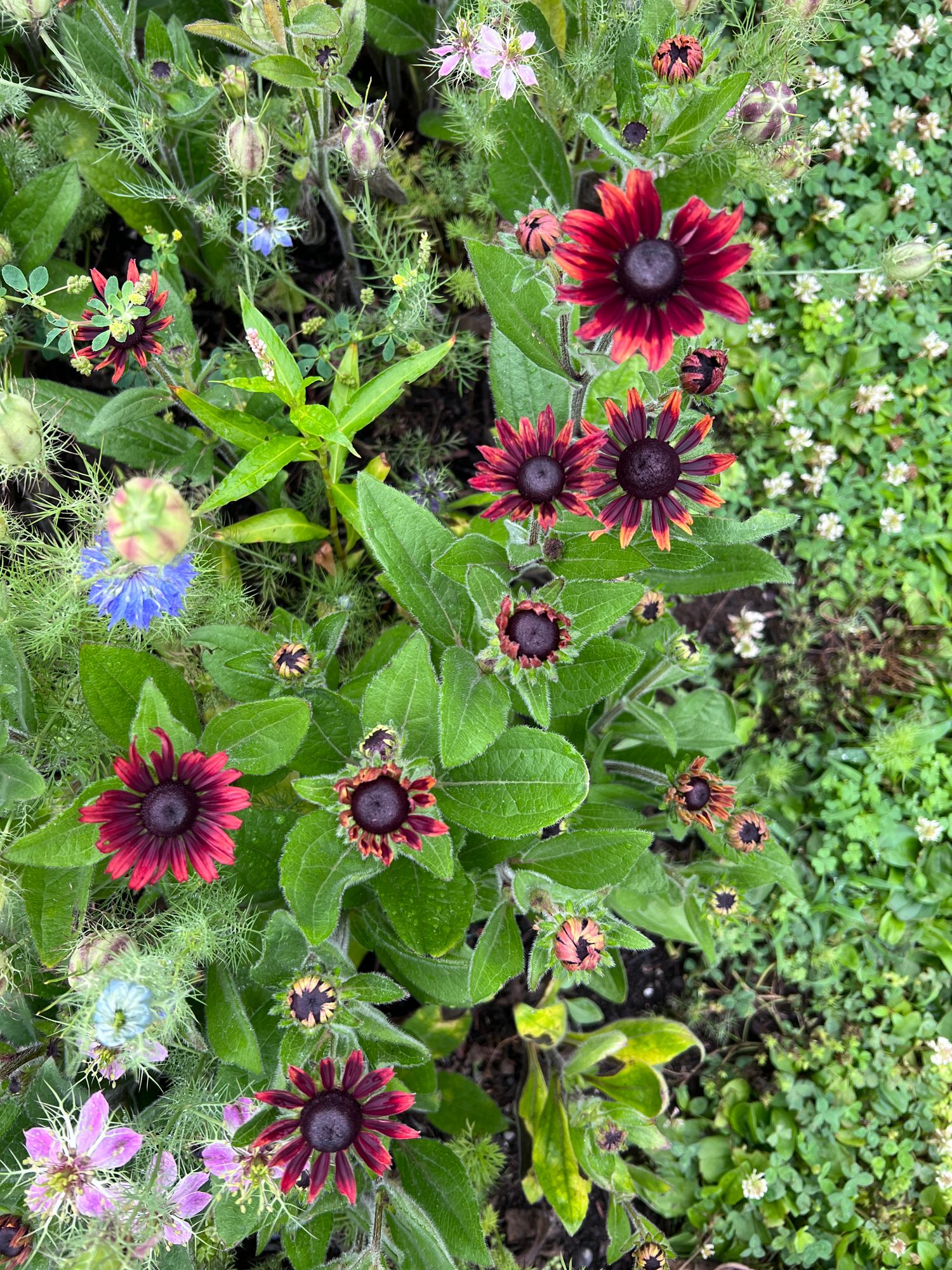 RUDBECKIA hirta Cherry Brandy
