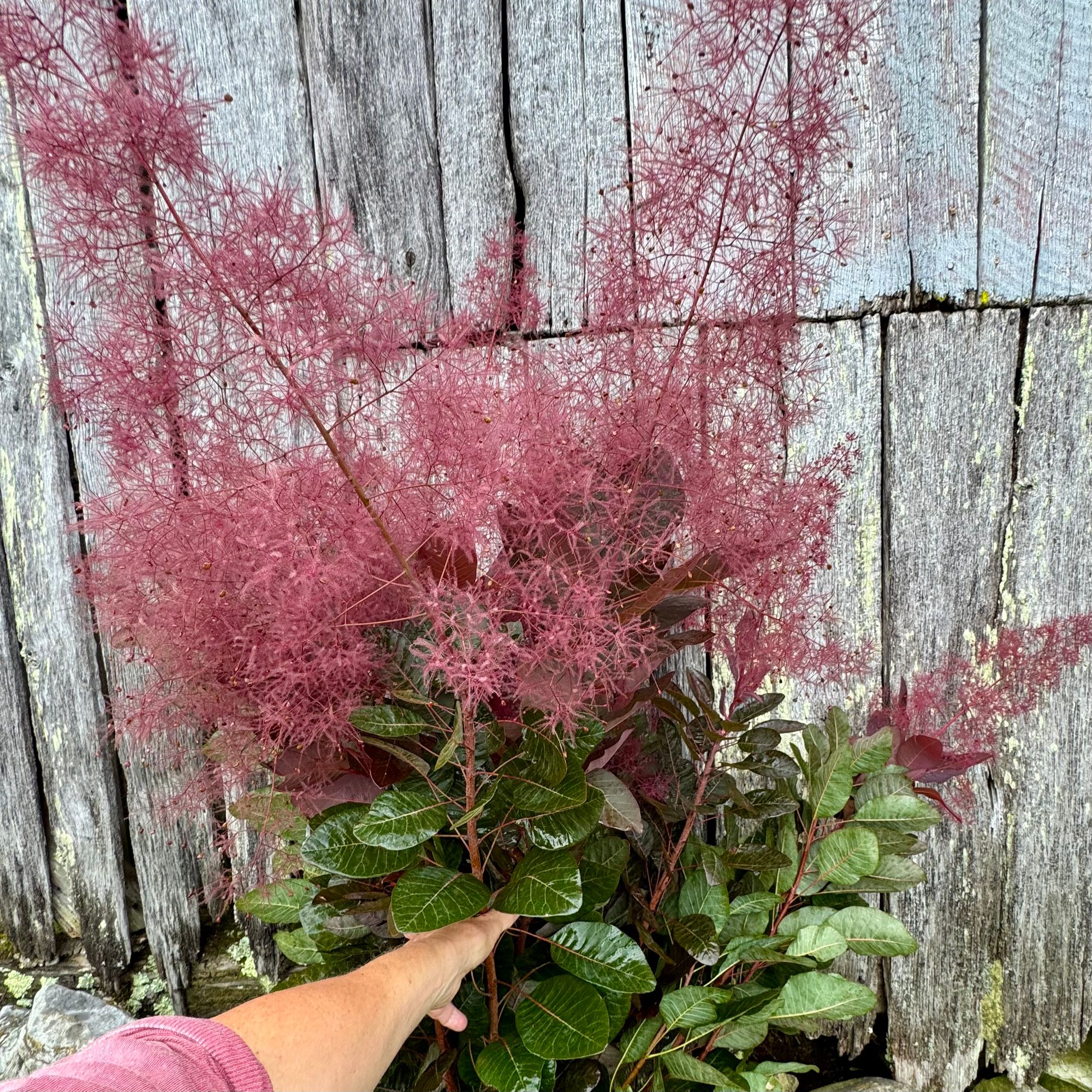 COTINUS coggygria Royal Purple
