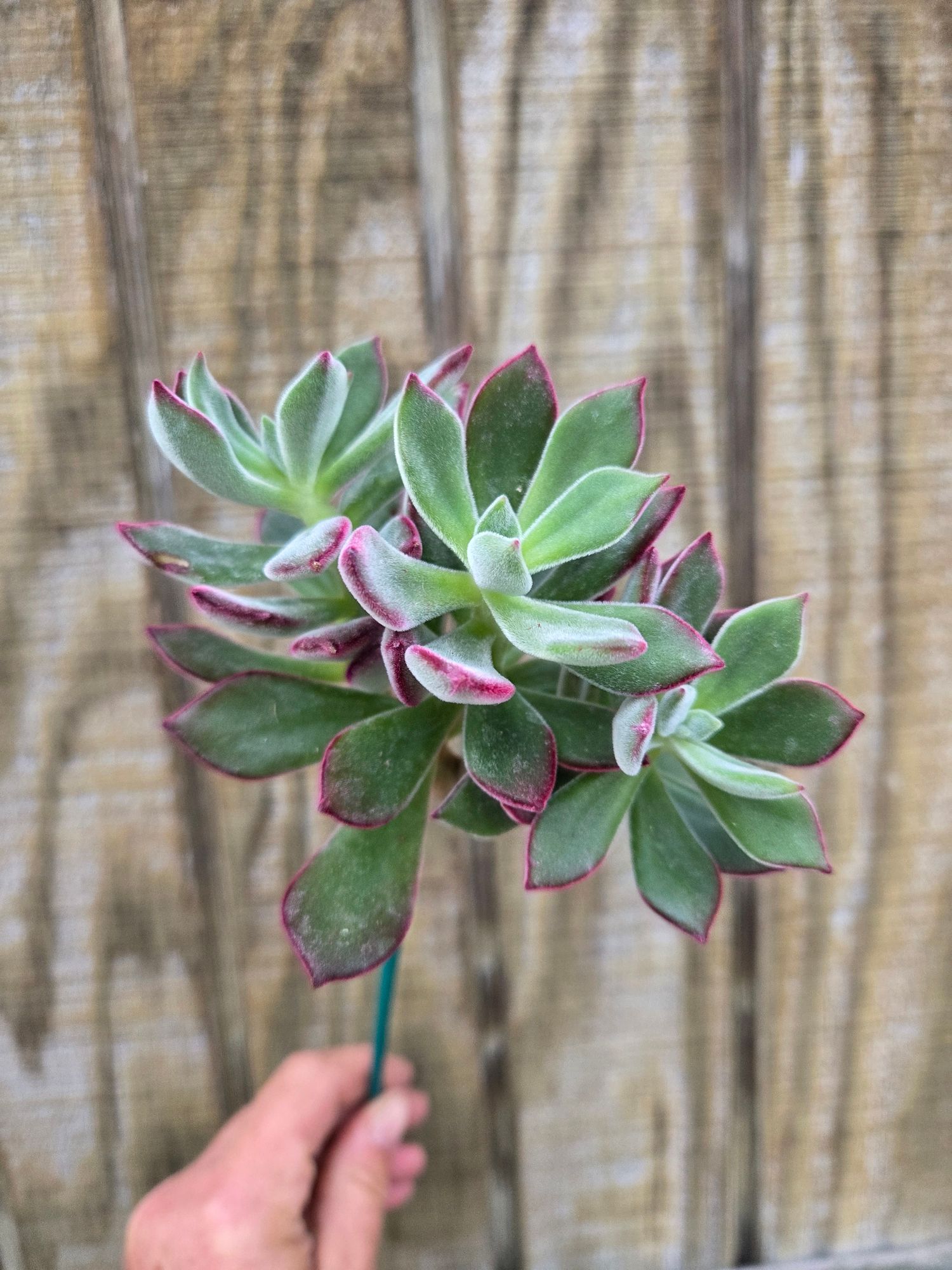 SUCCULENT