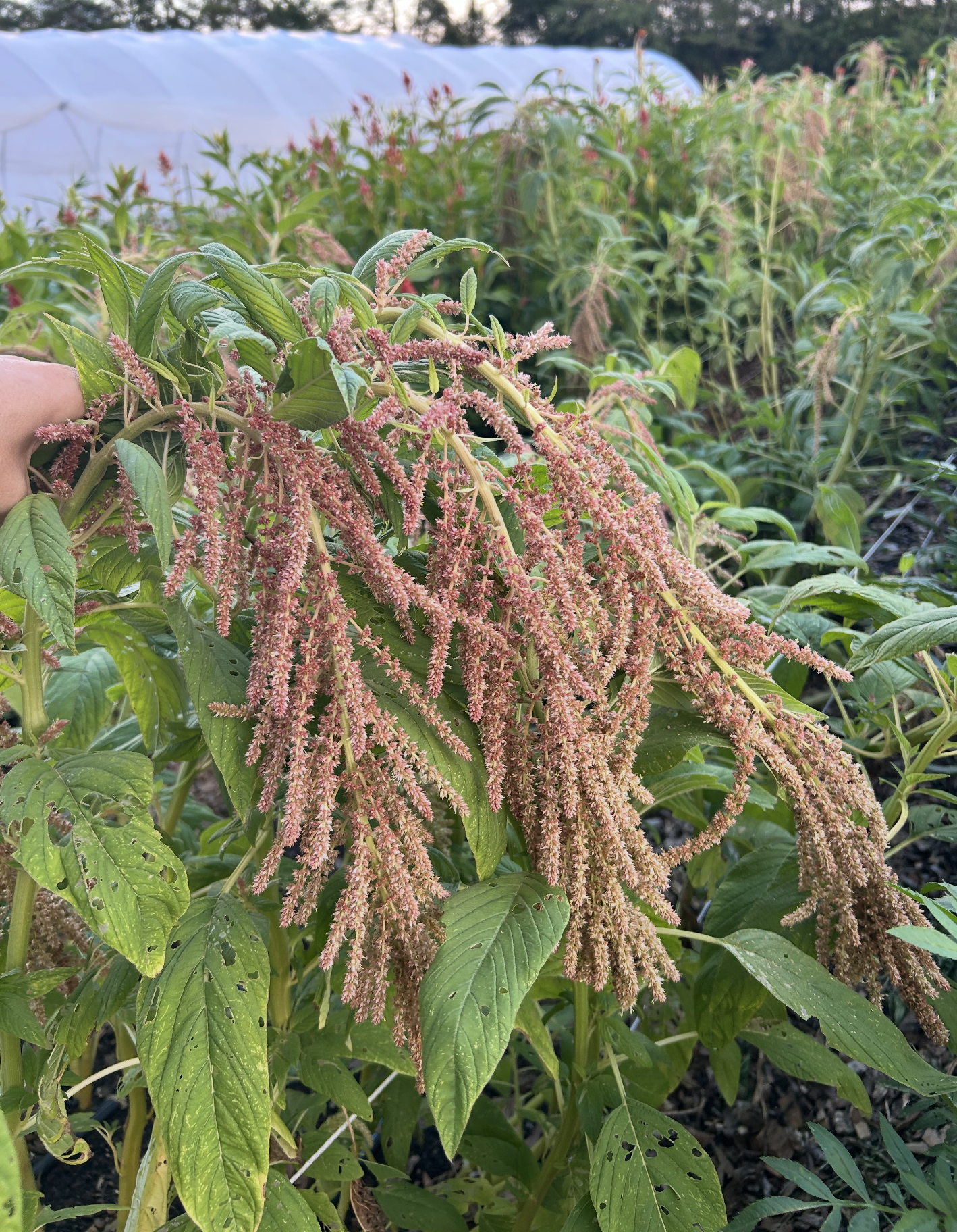 AMARANTHUS caudatus Coral Fountains