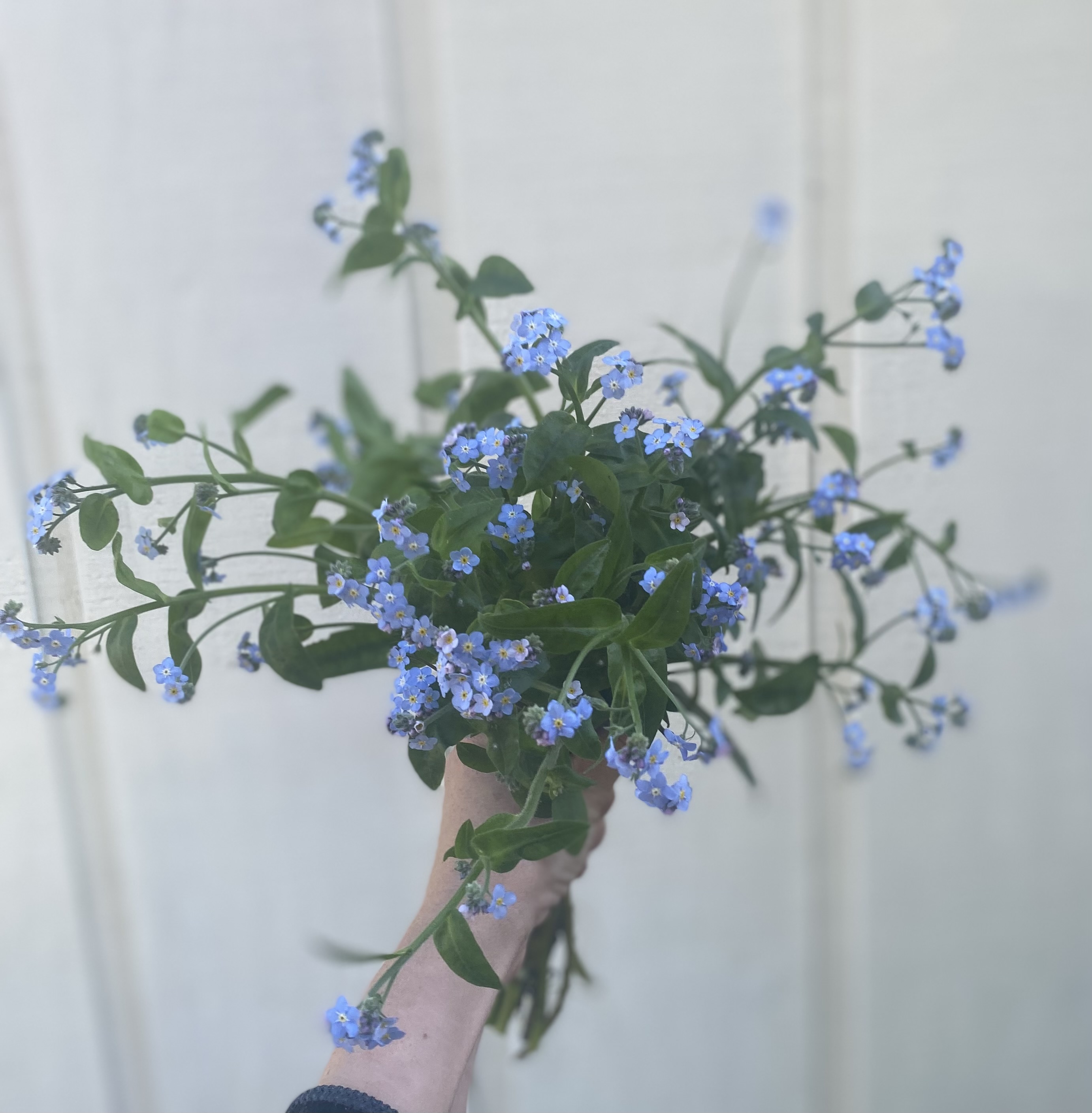 MYOSOTIS latifolia