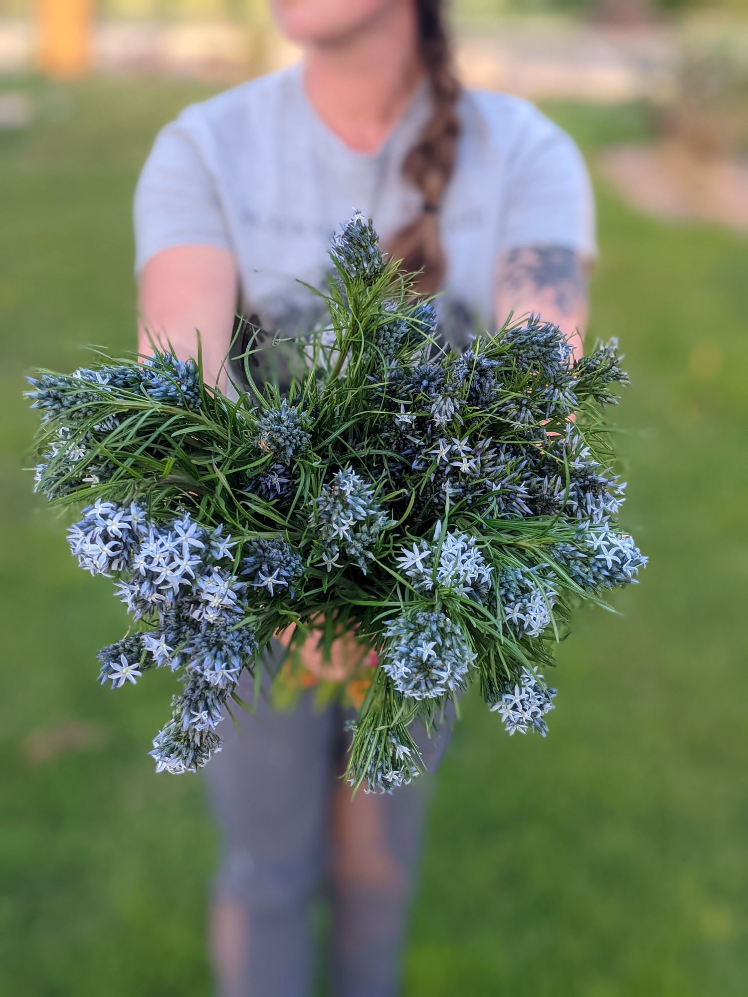 AMSONIA hubrichtii