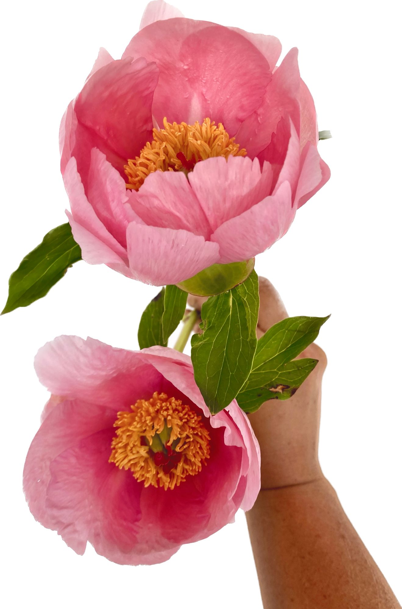 PAEONIA lactiflora x hybrid Soft Salmon Saucer