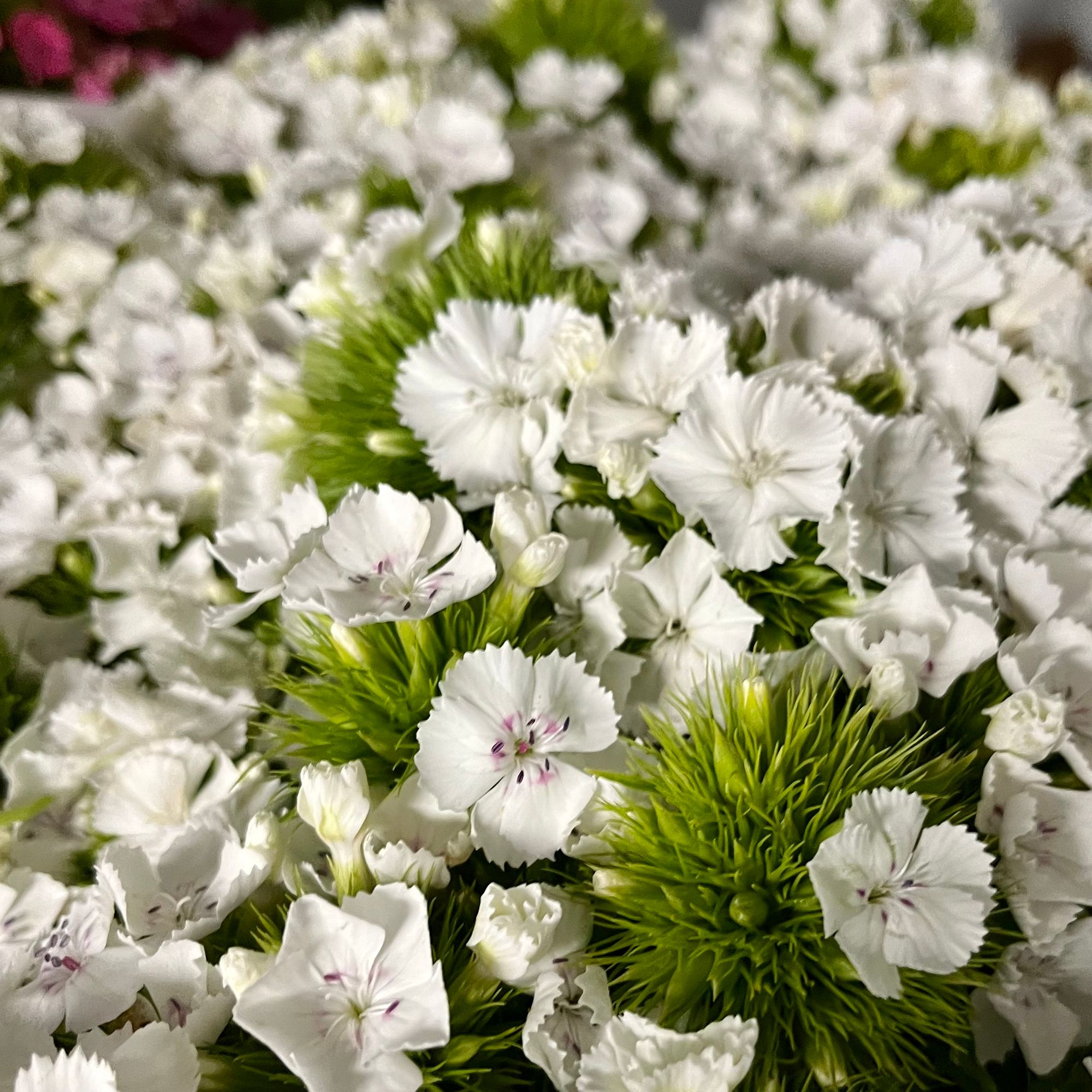 DIANTHUS barbatus Sweet White