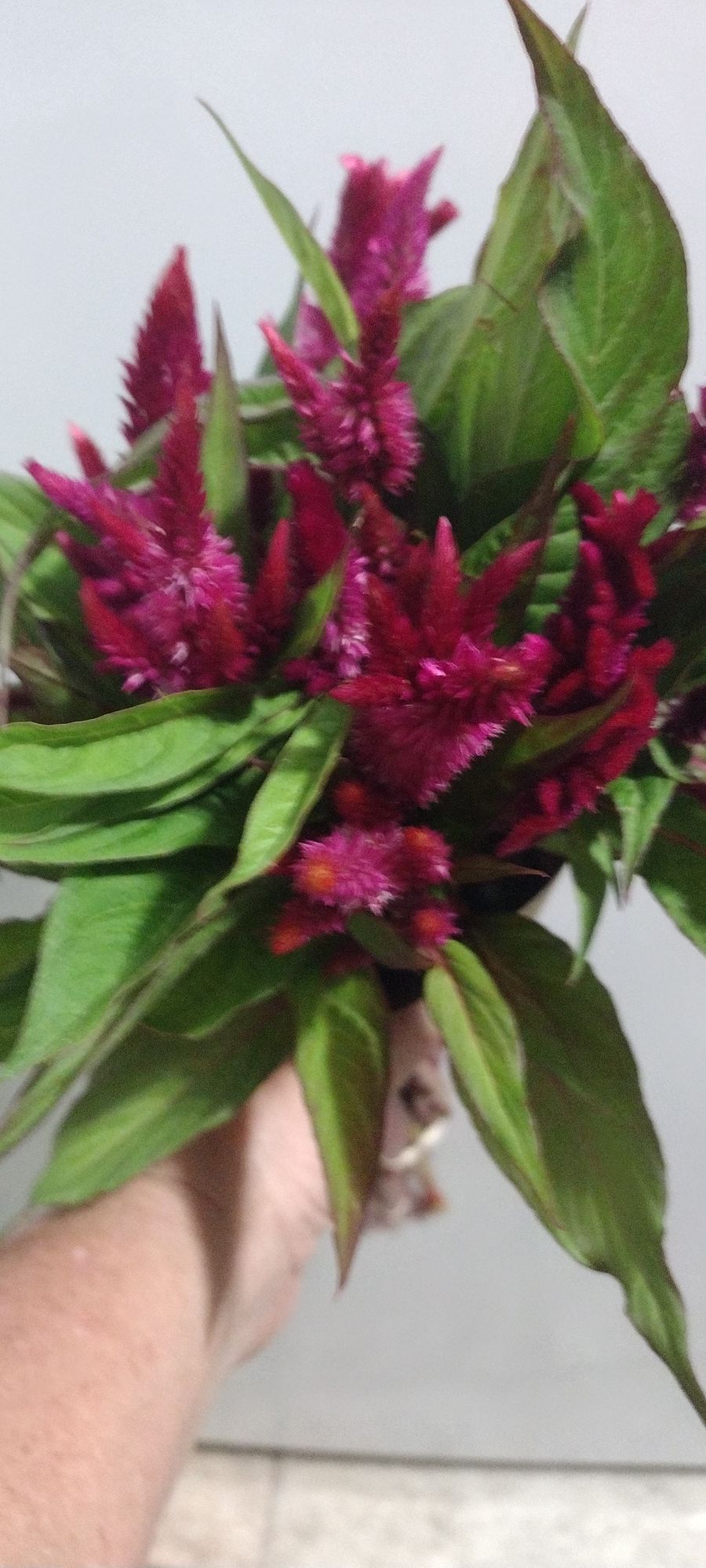 CELOSIA argentea spicata Celway Red