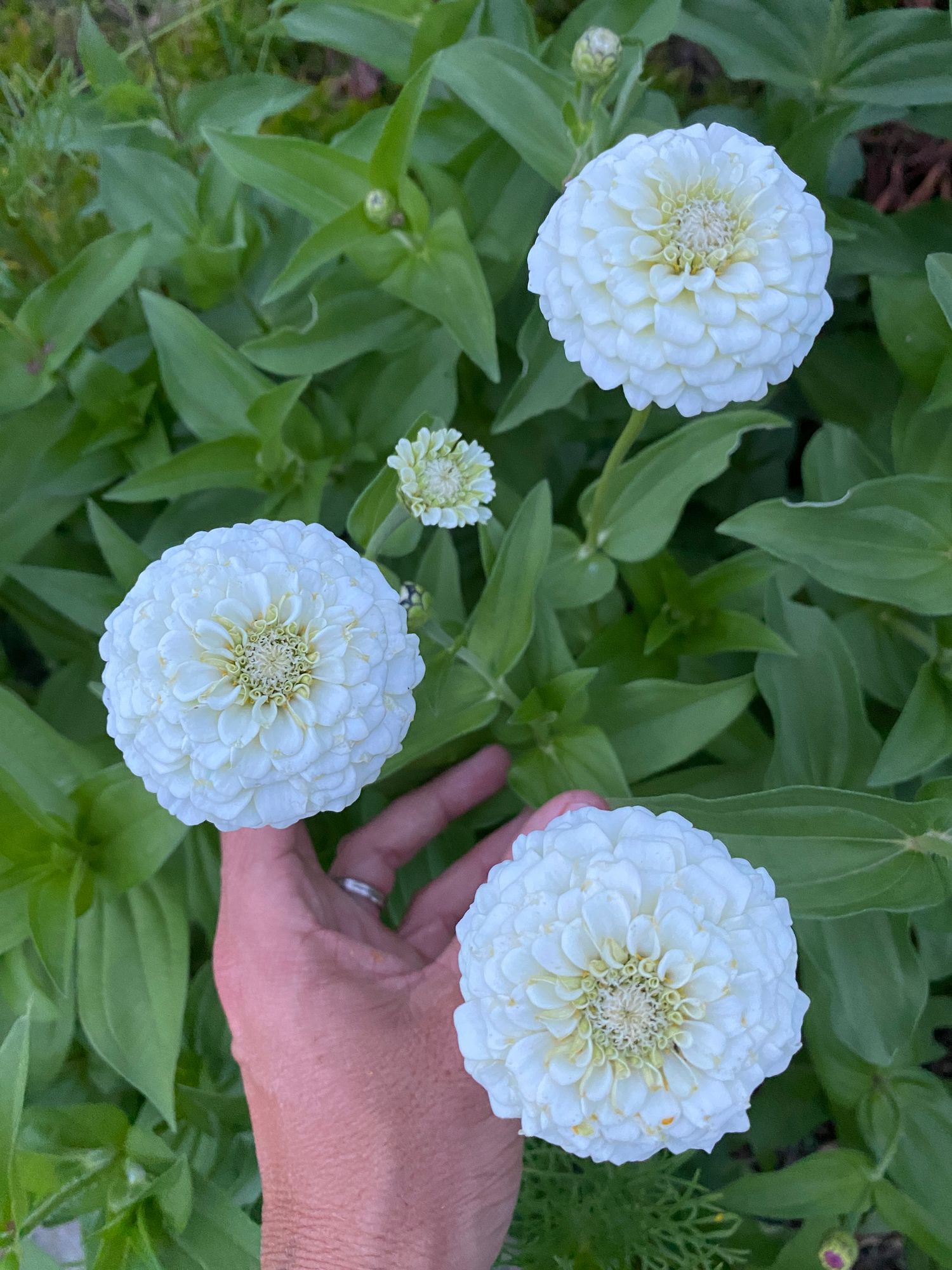 ZINNIA elegans Oklahoma Series
