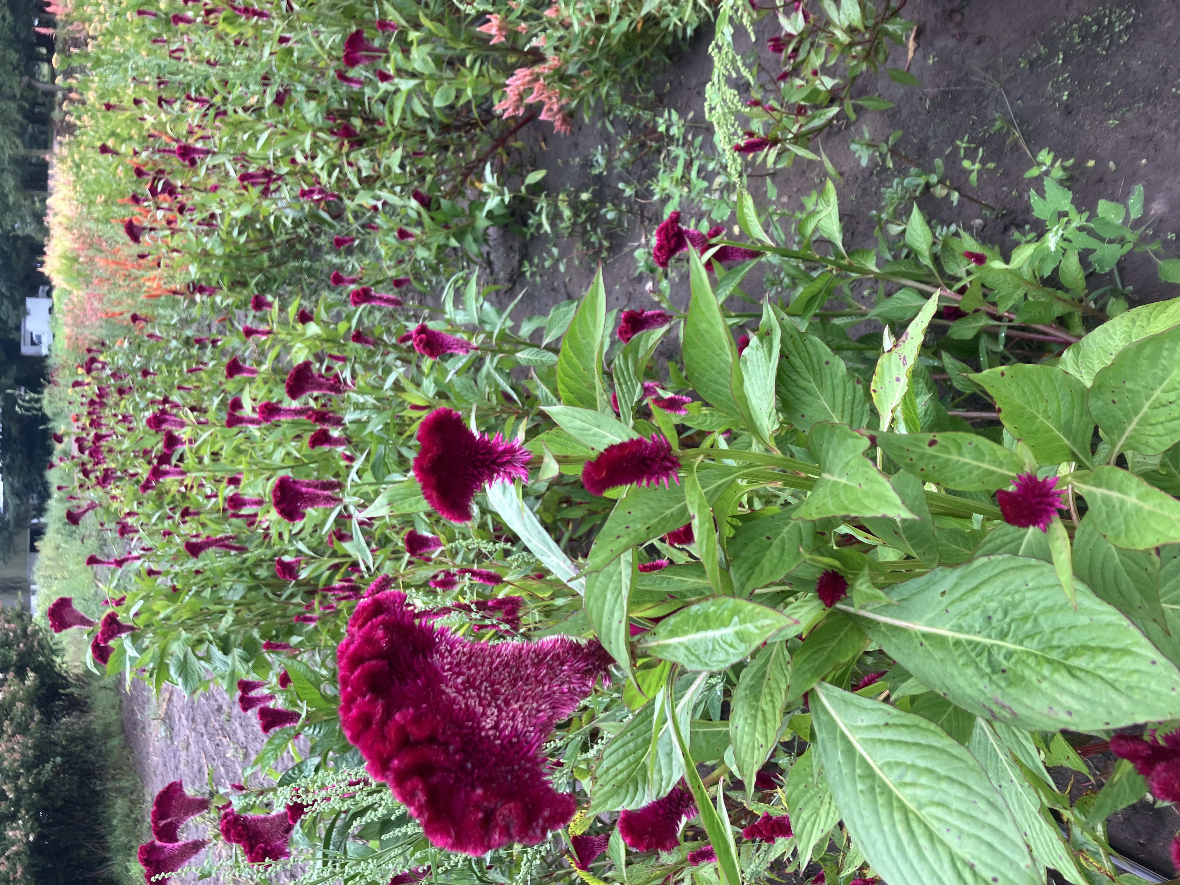 CELOSIA argentea var. cristata Cramer's Burgundy
