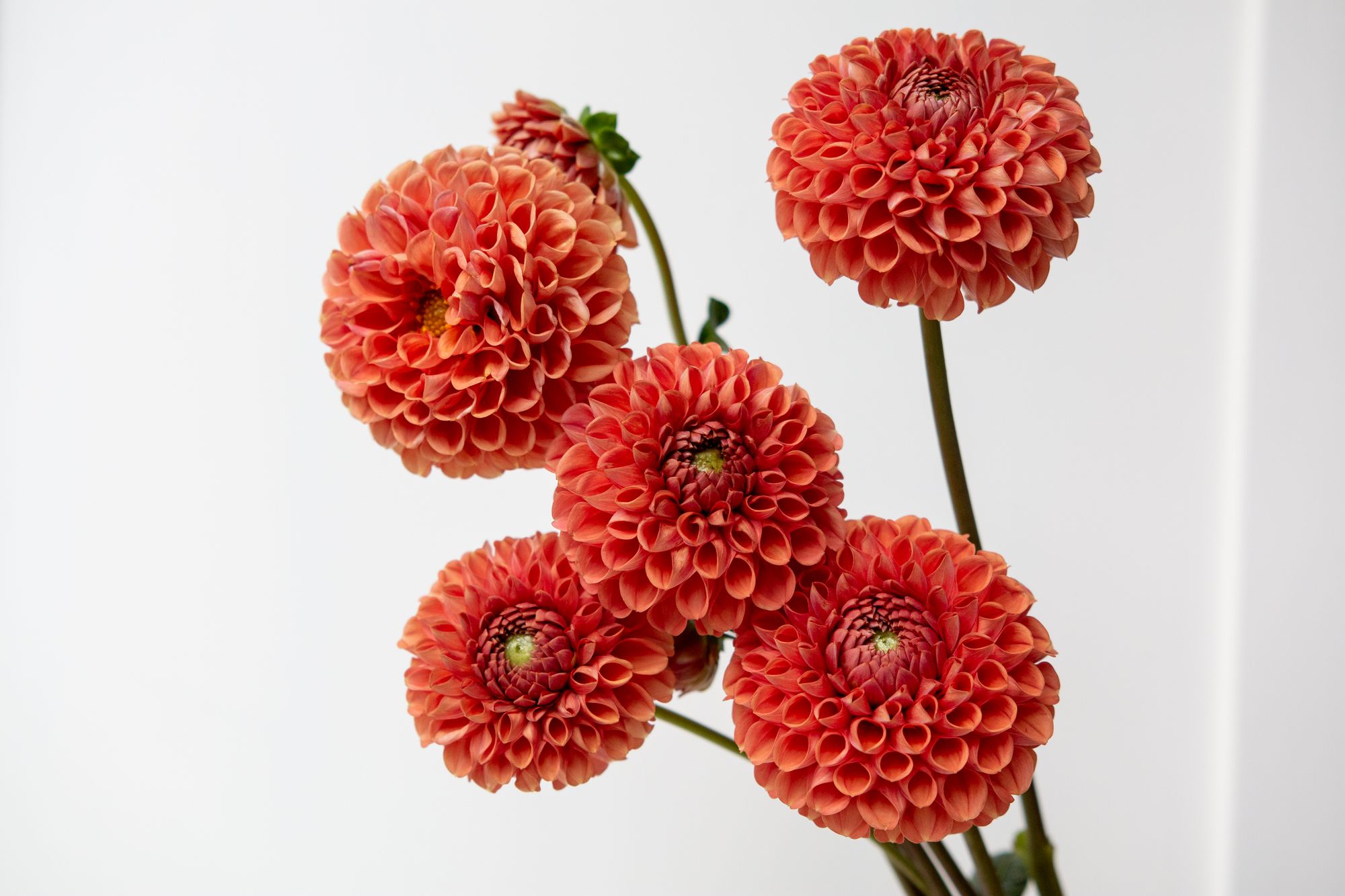 Dahlia small bronze stem