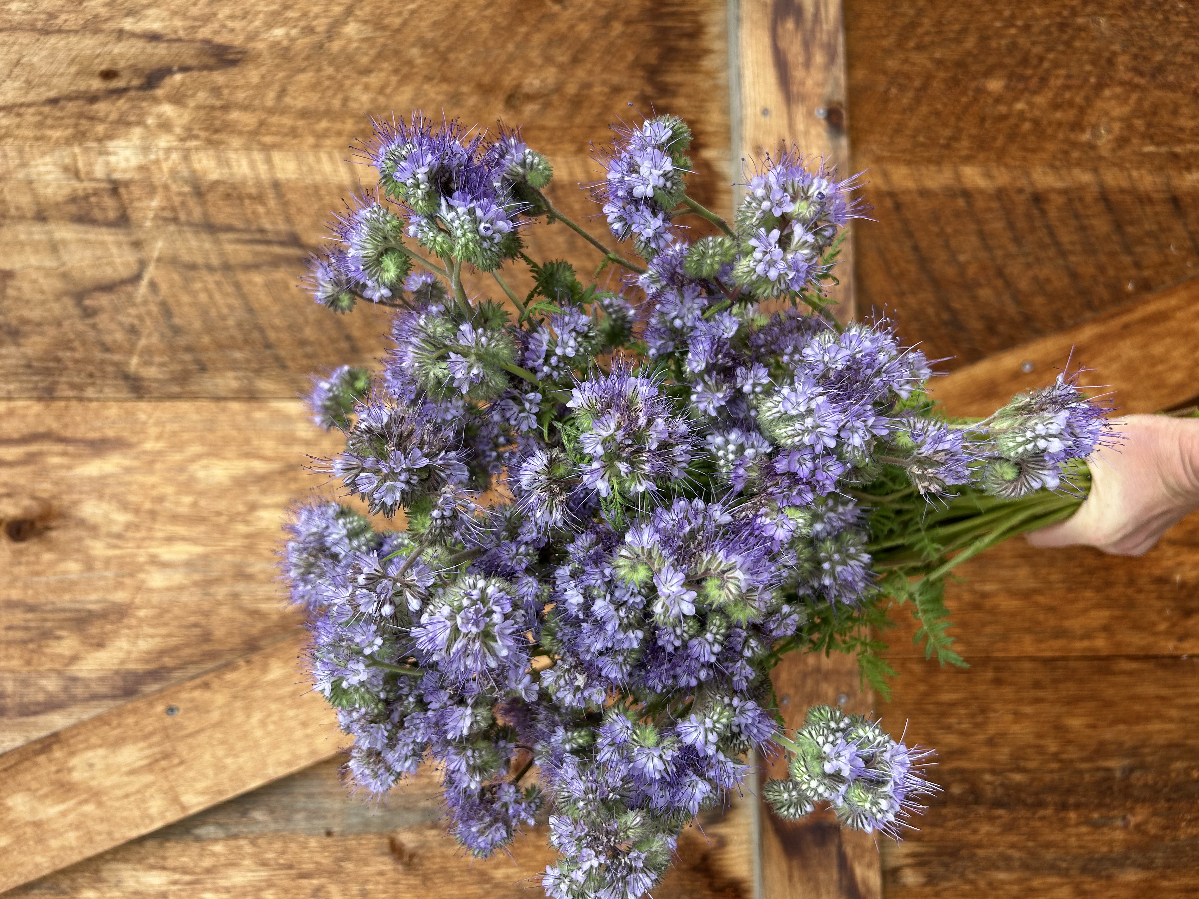 PHACELIA tanacetifolia