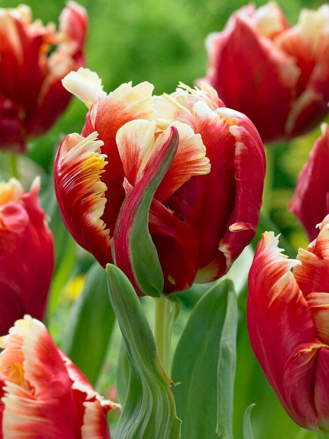 TULIPA Dee Jay