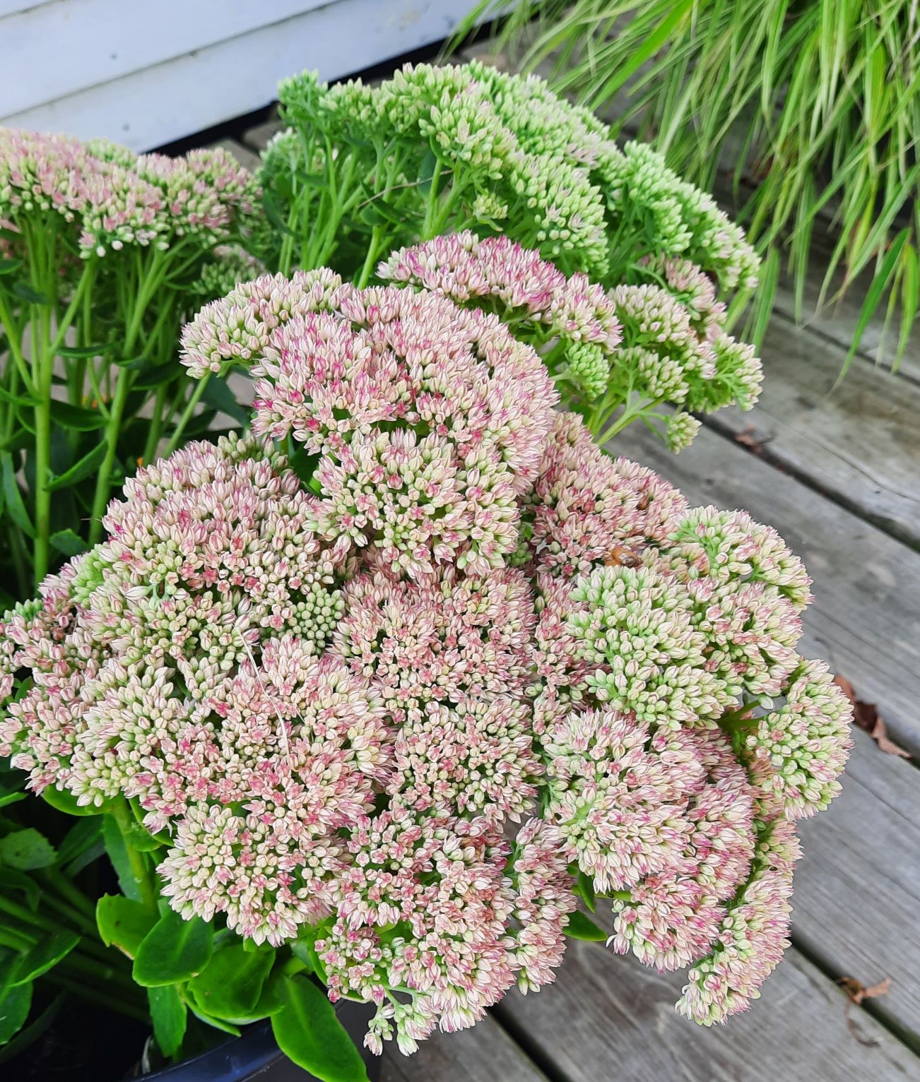 HYLOTELEPHIUM spectabile Autumn Joy