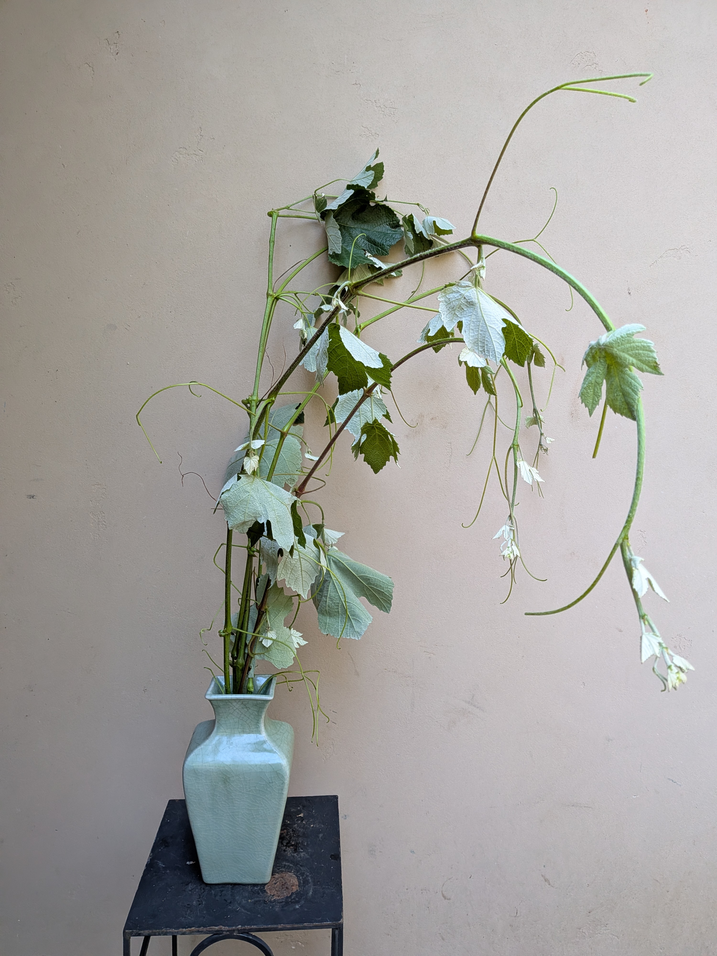 VITIS vinifera
