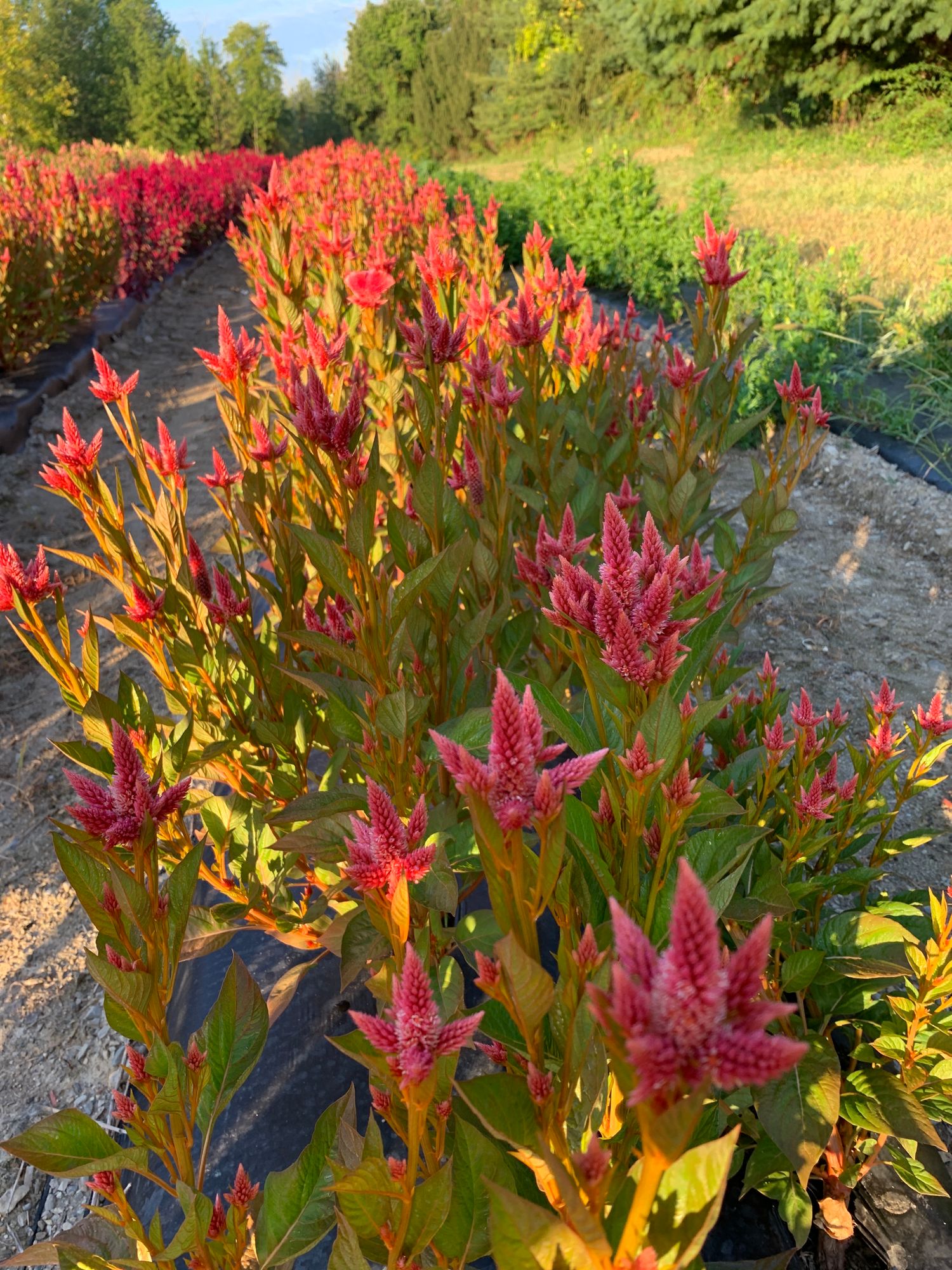 CELOSIA argentea spicata Celway Orange