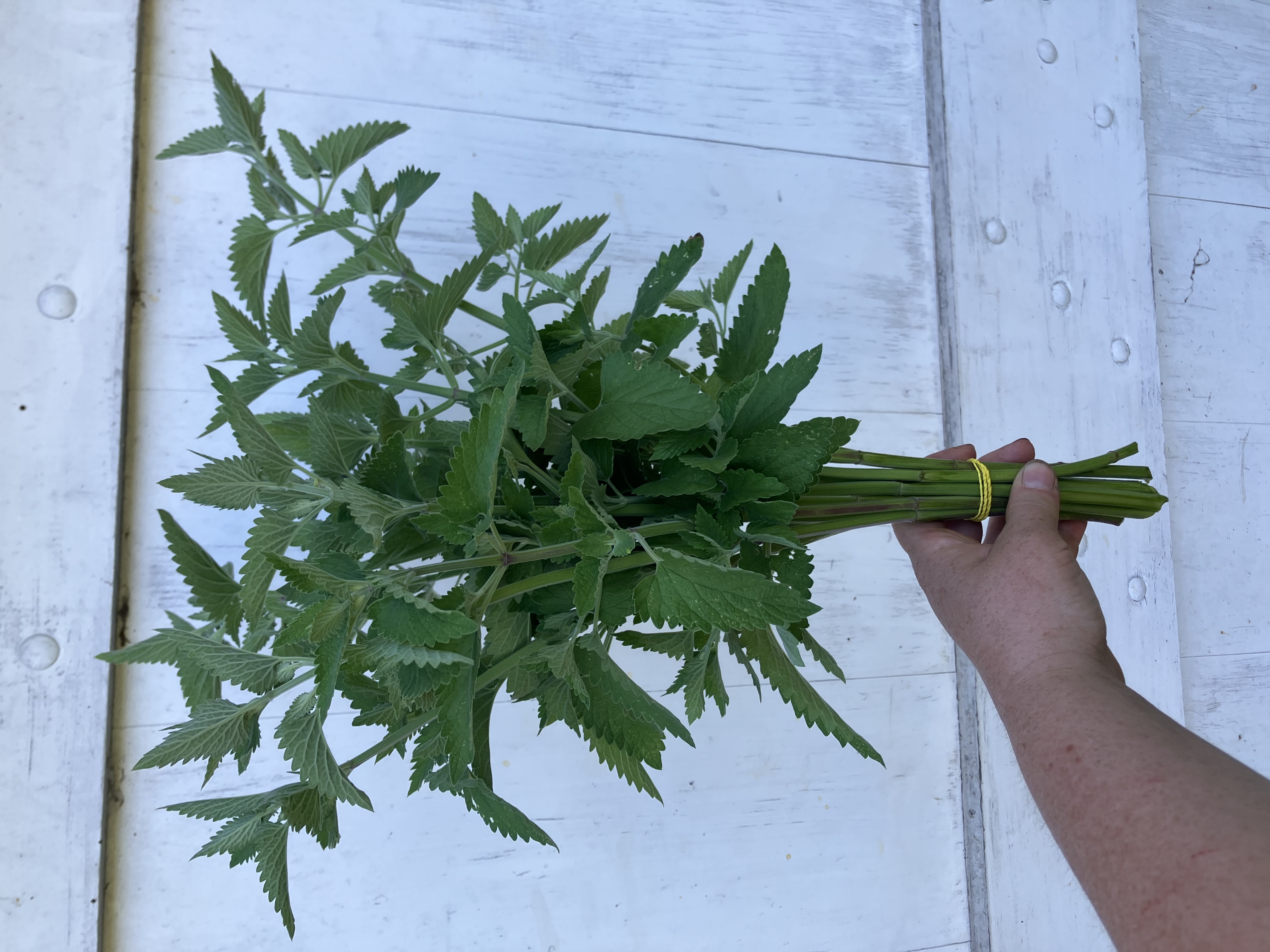 NEPETA cataria