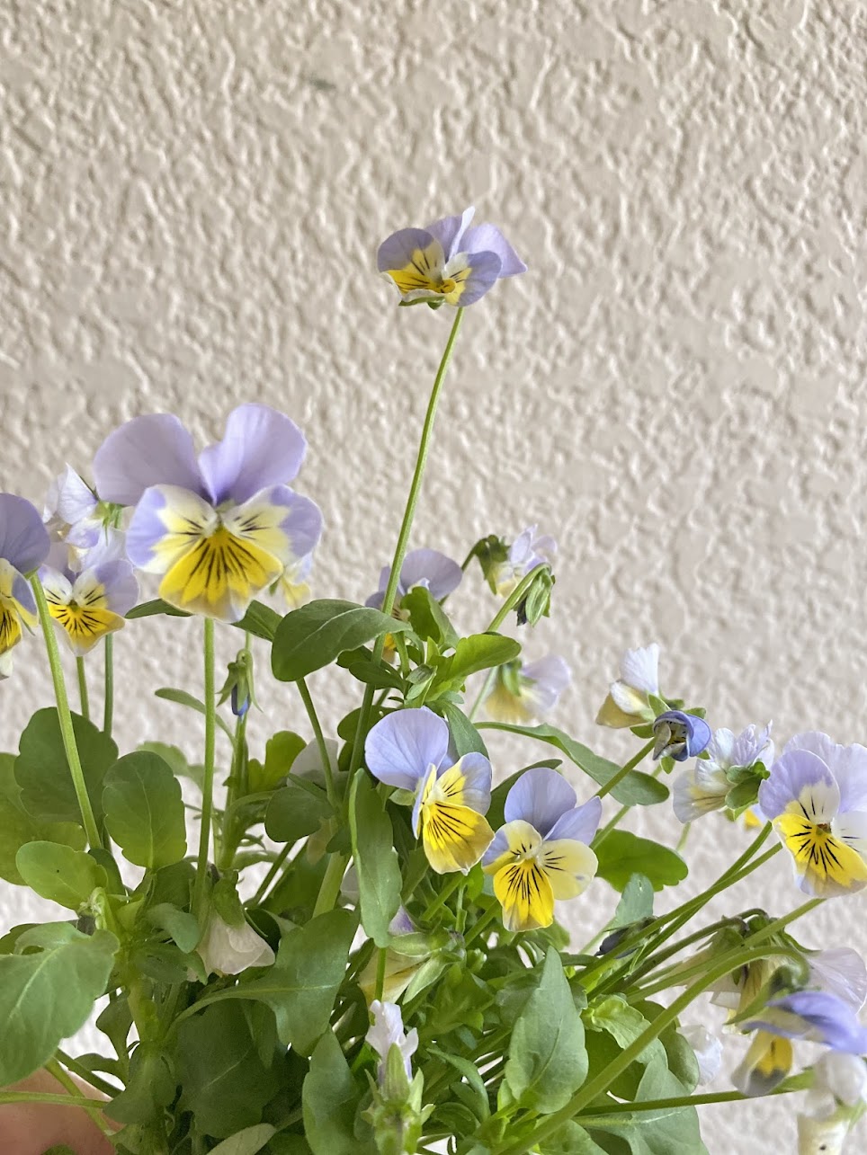 VIOLA