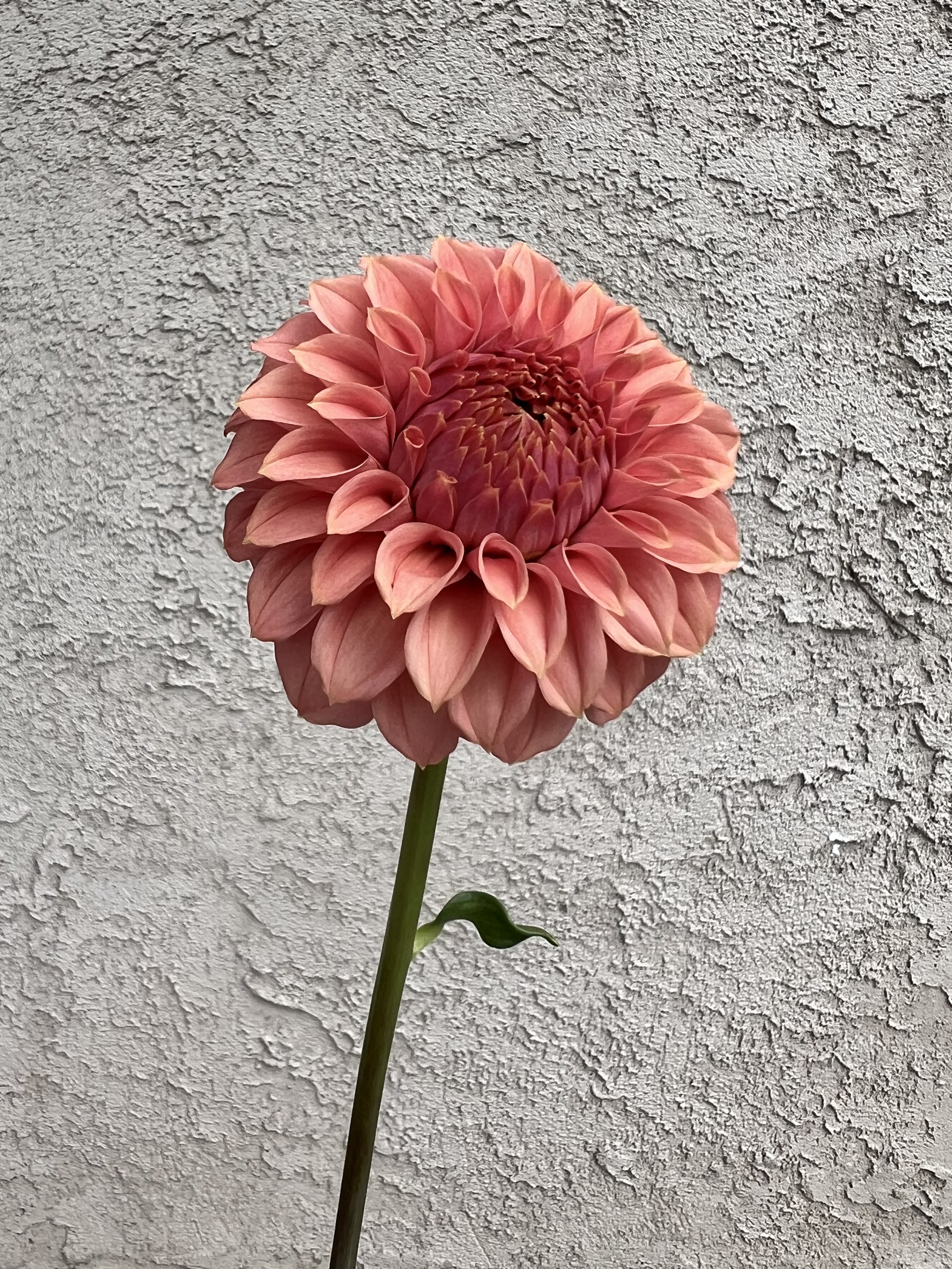 DAHLIA