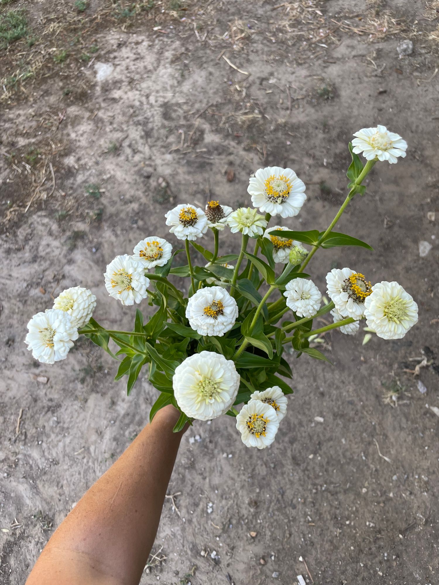 ZINNIA elegans Lilliput