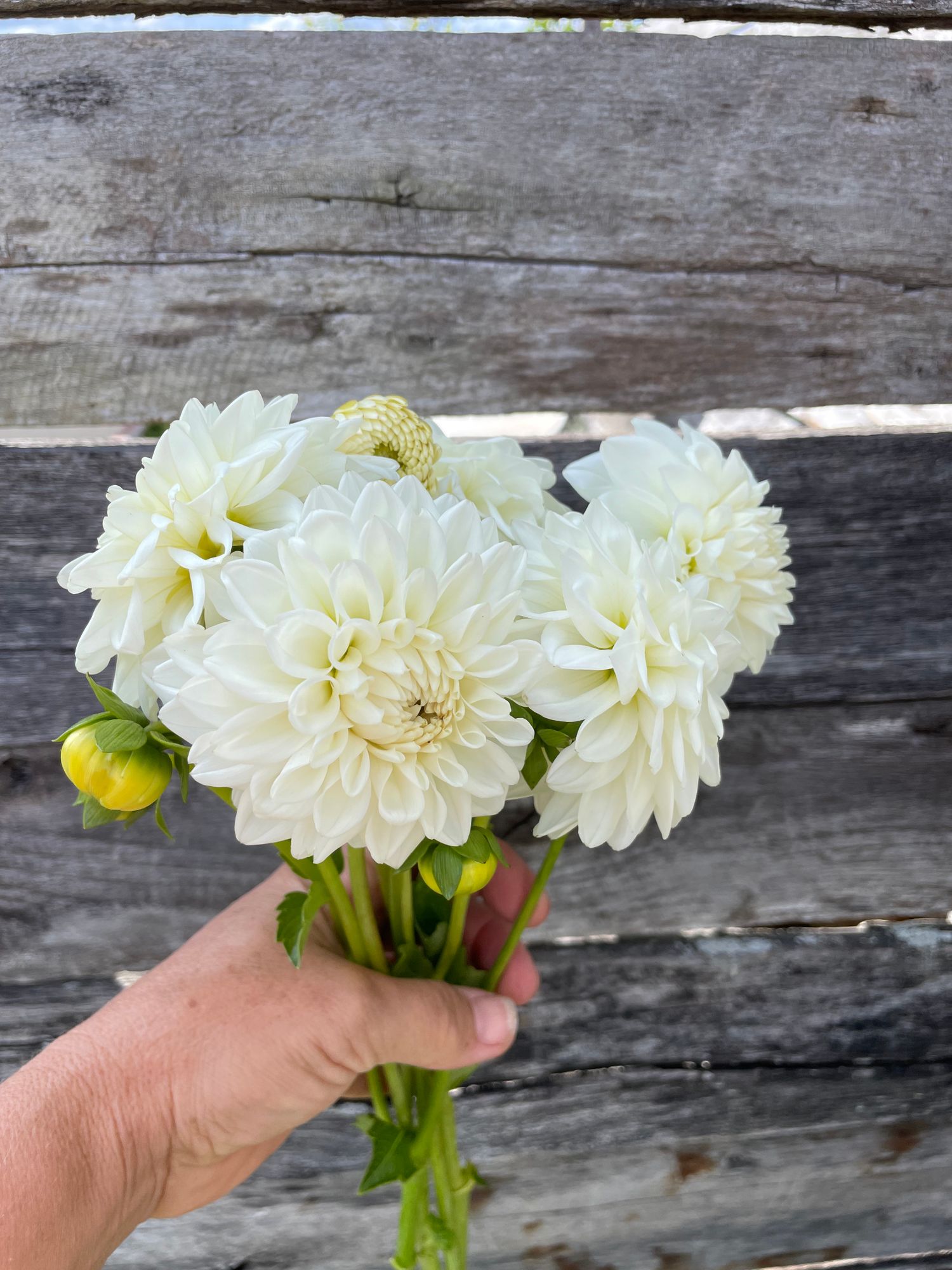 DAHLIA Blizzard