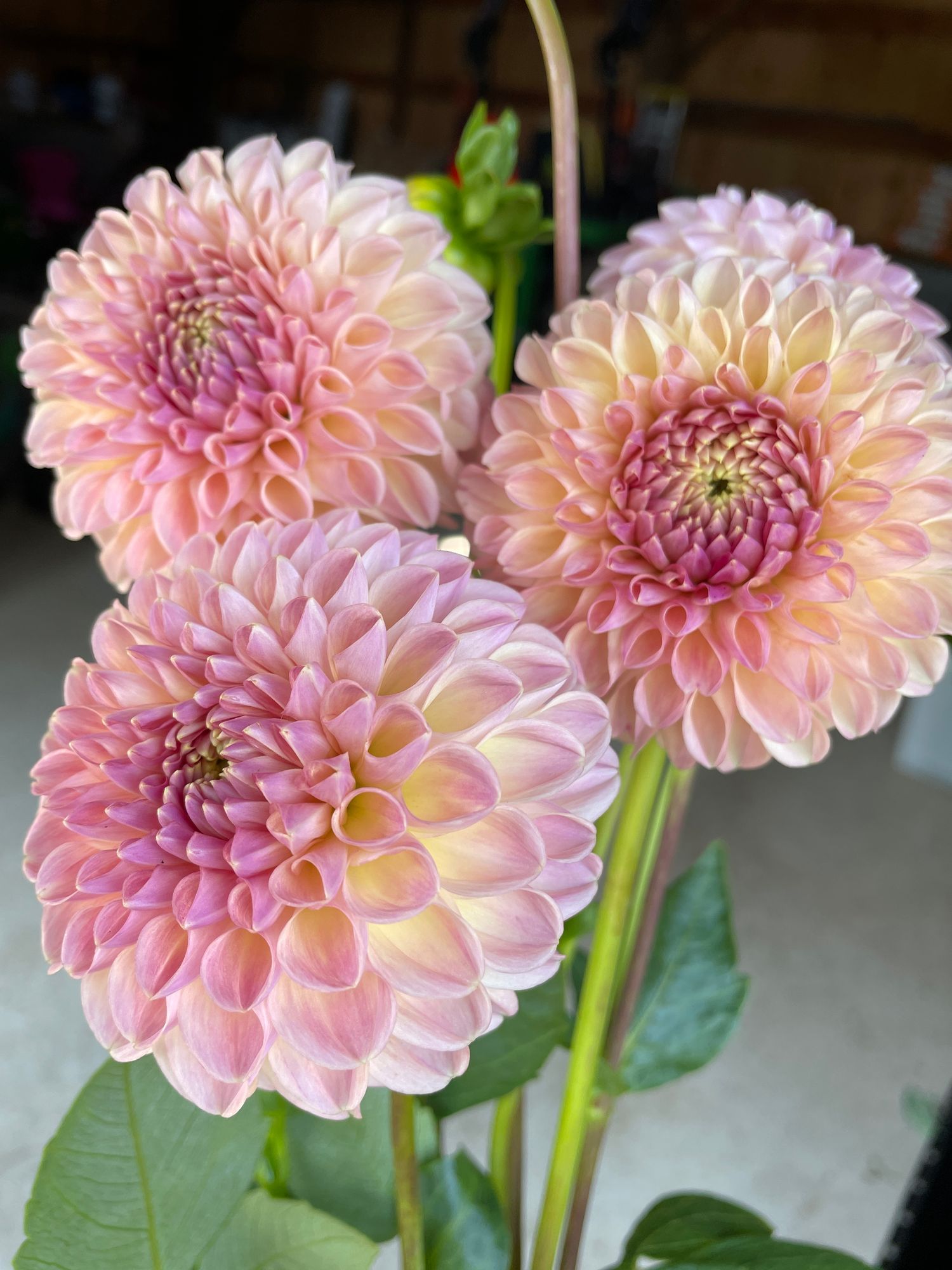 DAHLIA Clearview Peachy