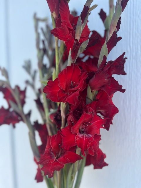 GLADIOLUS