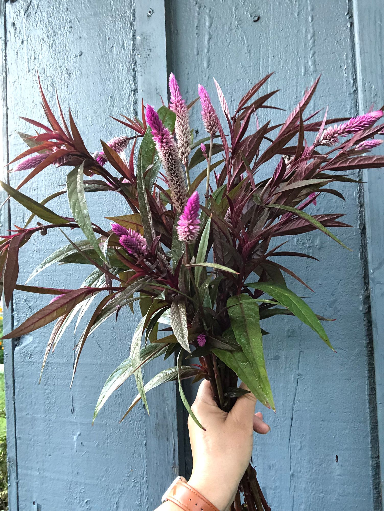 CELOSIA argentea spicata Flamingo Purple