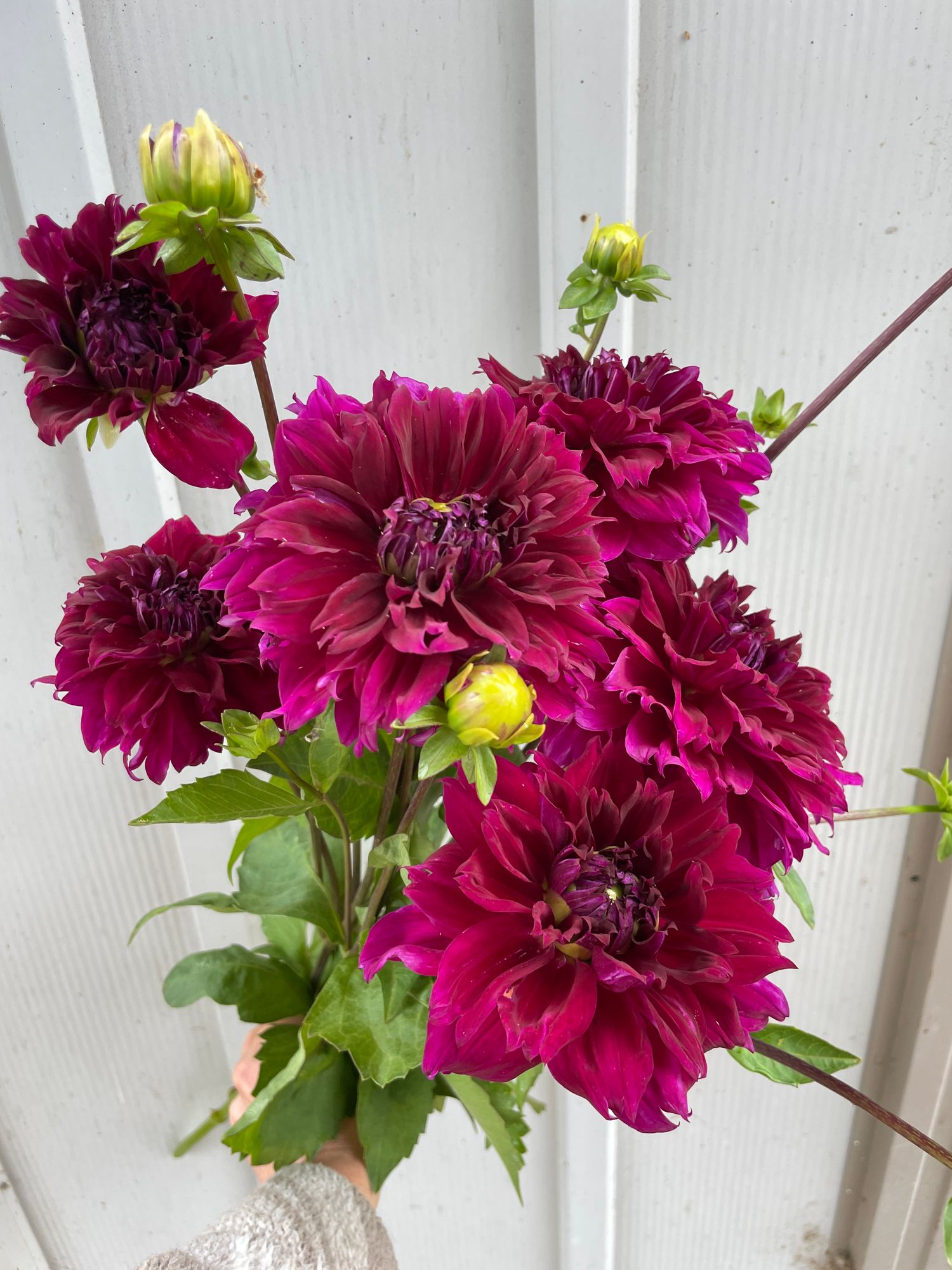 DAHLIA Thomas Edison