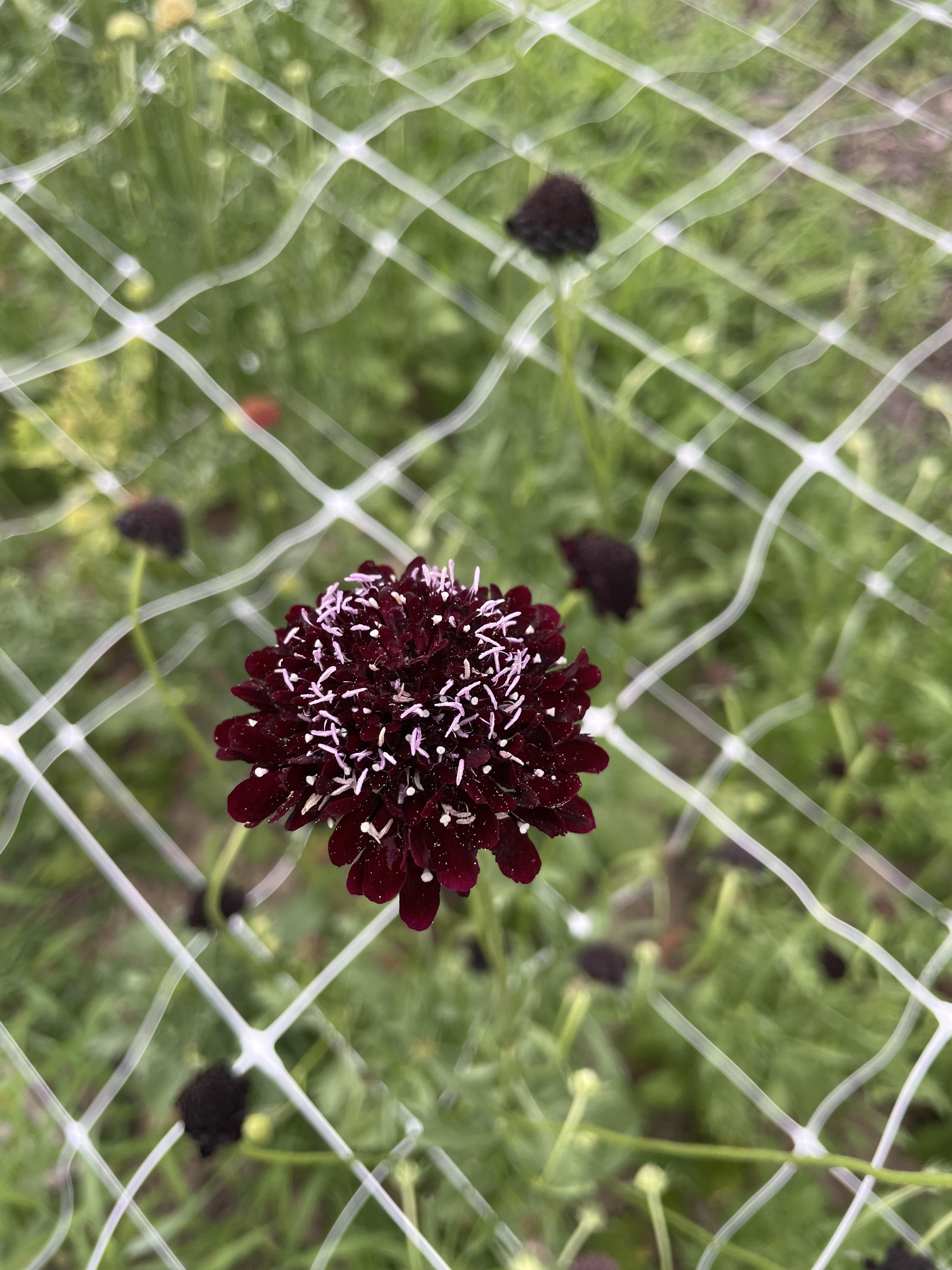 SCABIOSA atropurpurea Black Knight