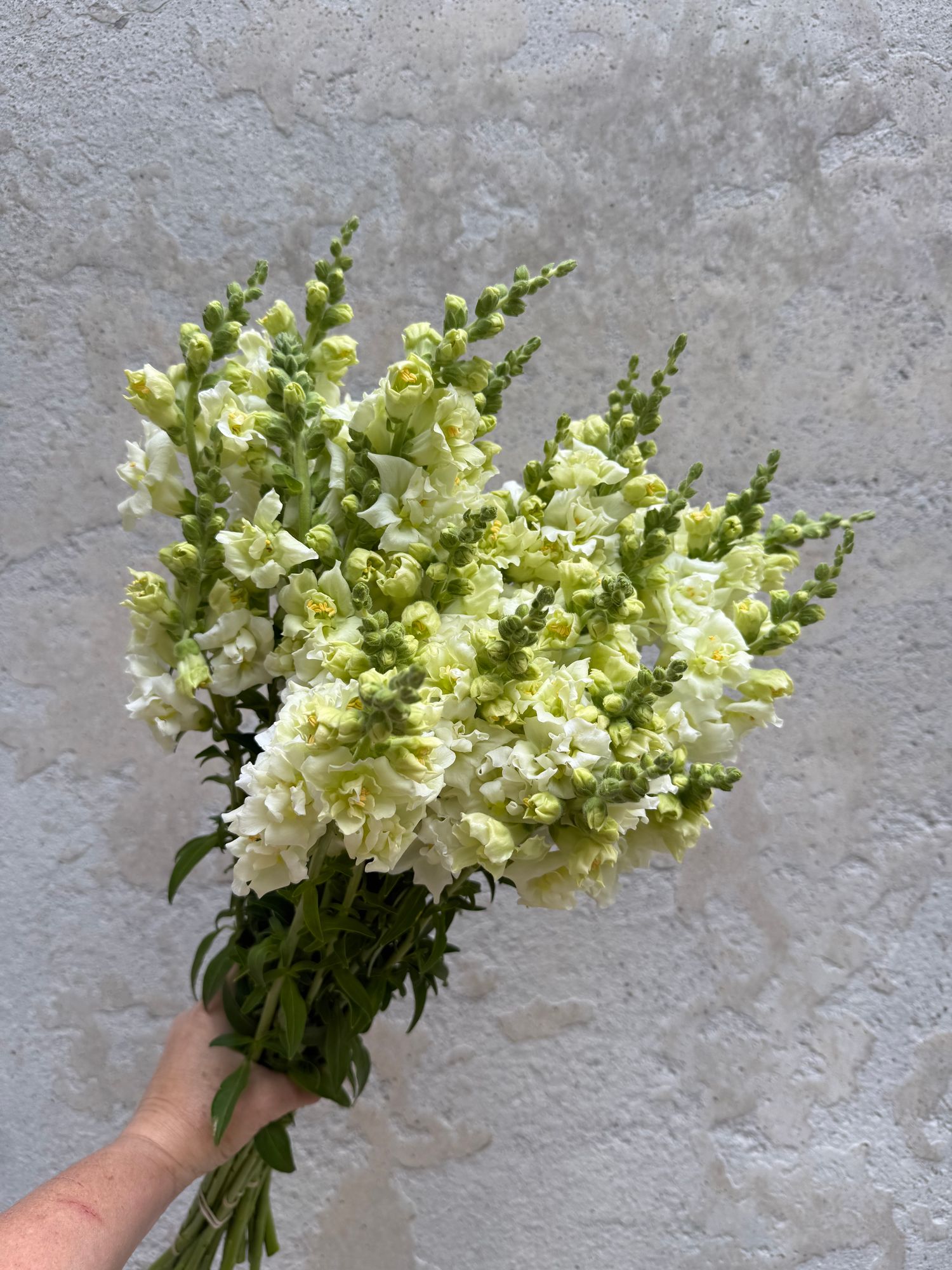 ANTIRRHINUM majus Madame Butterfly Ivory