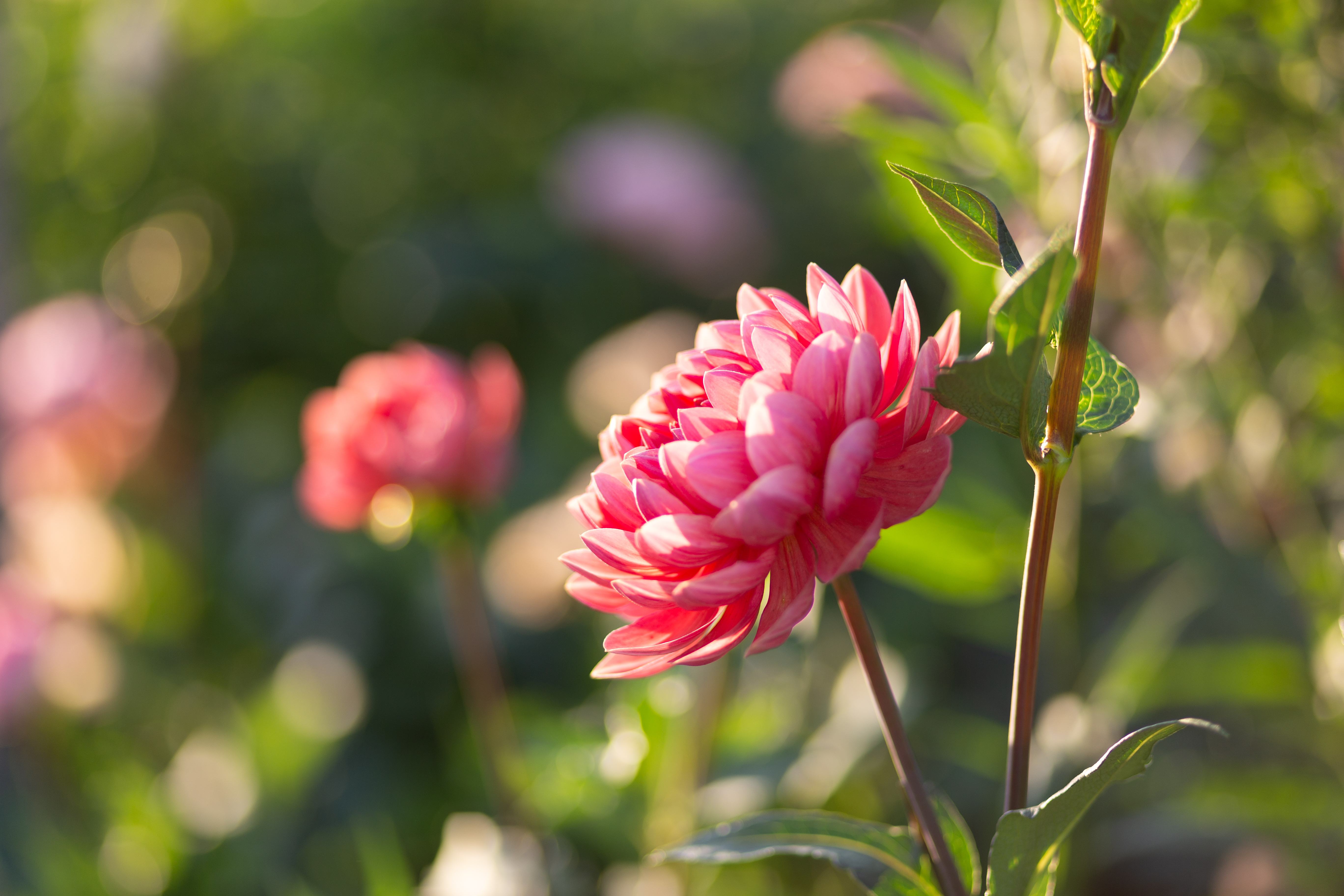 DAHLIA Waterlily (gen. classif.)