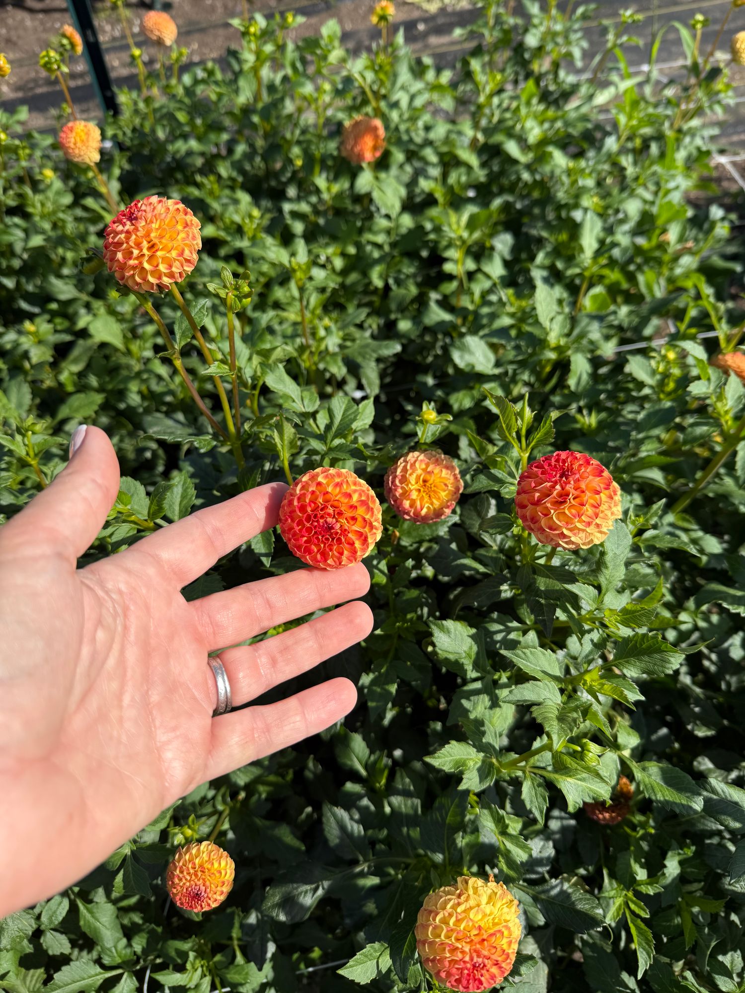 DAHLIA Pom pon/Pom pom