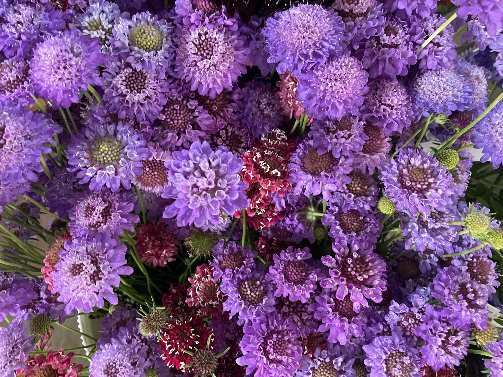 SCABIOSA atropurpurea Oxford Blue