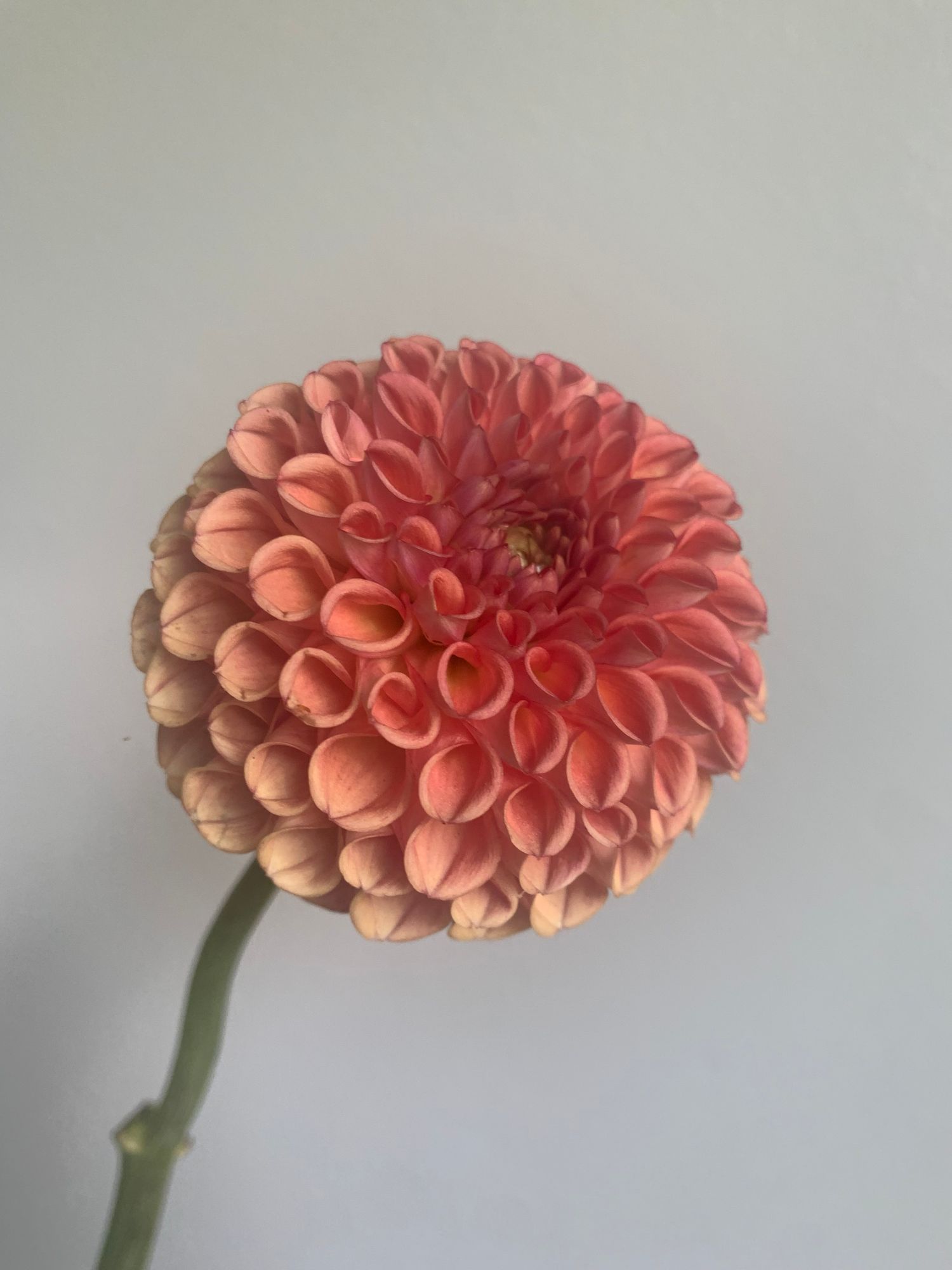 Dahlia Small Stem