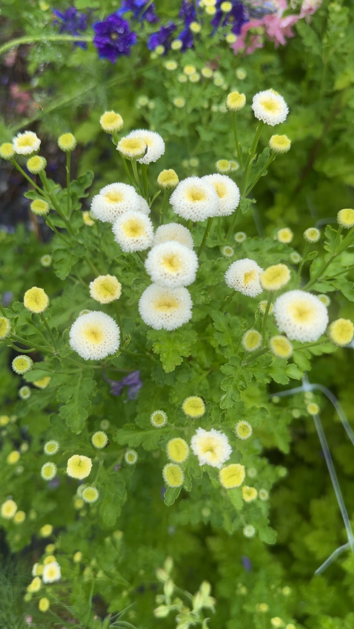 TANACETUM parthenium Snowball