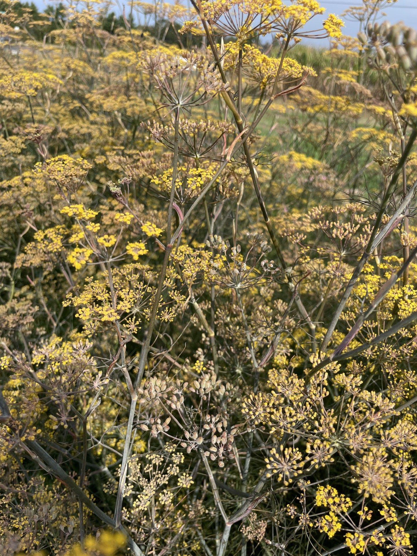 FOENICULUM vulgare