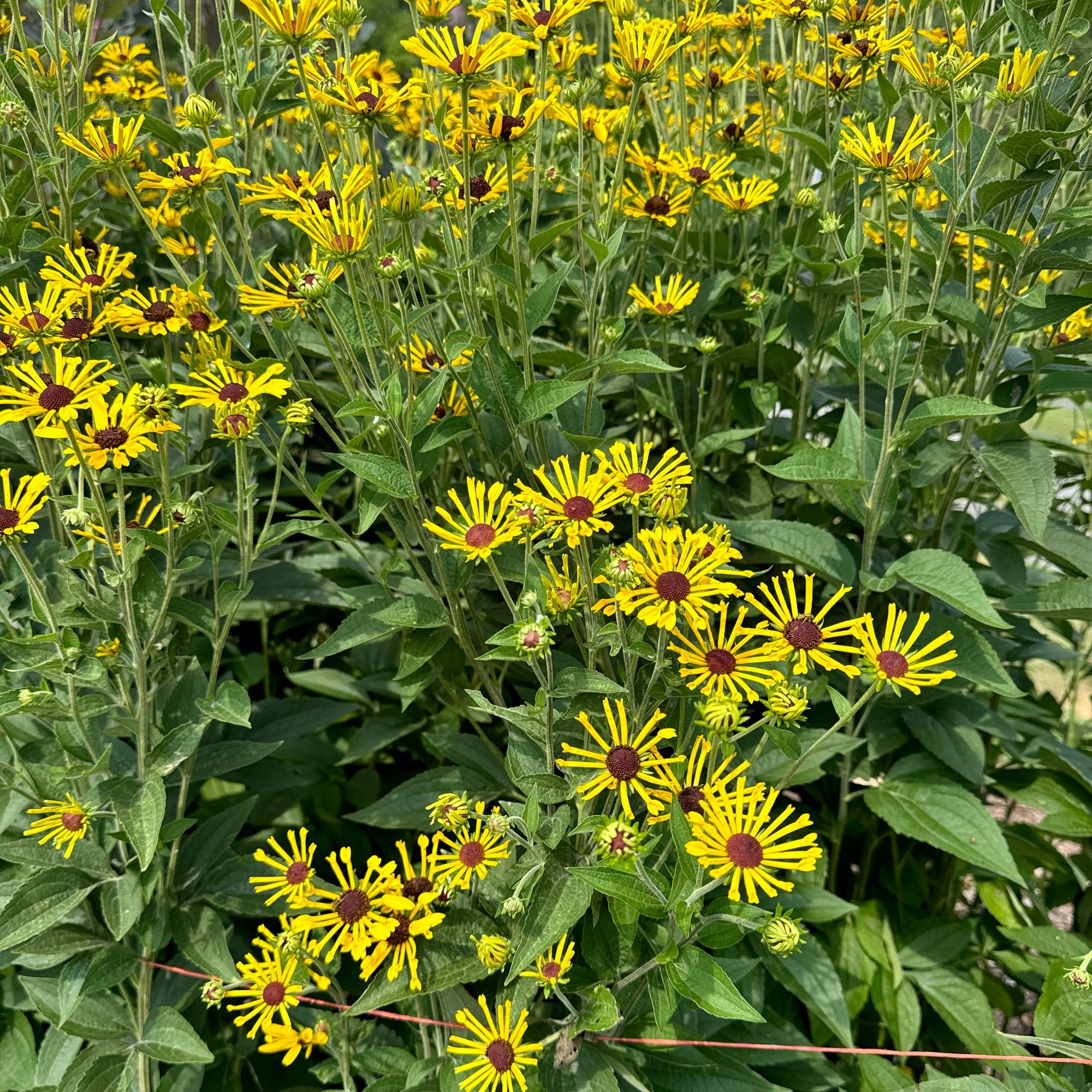 RUDBECKIA subtomentosa Henry Eilers