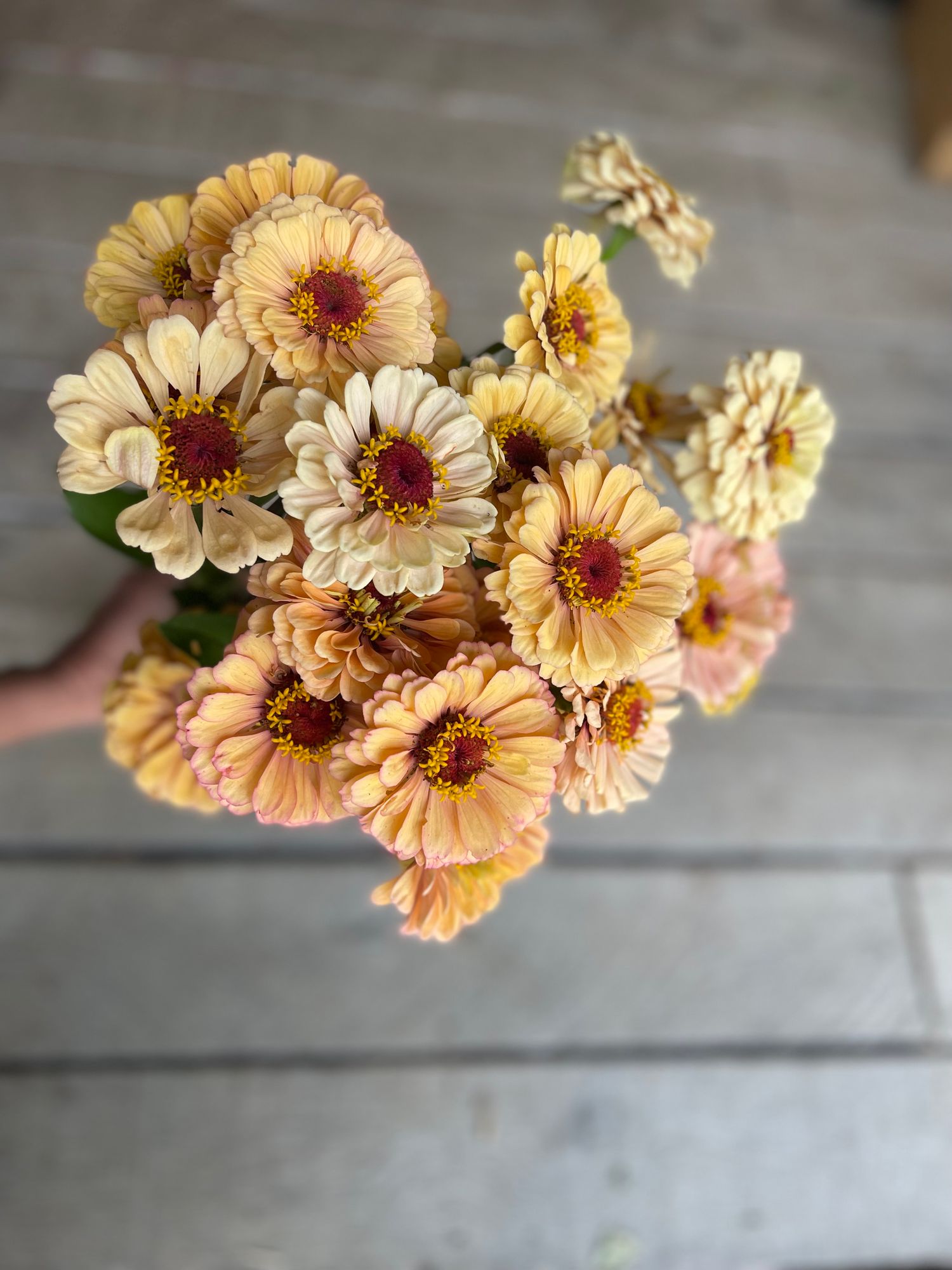 ZINNIA elegans Golden Hour