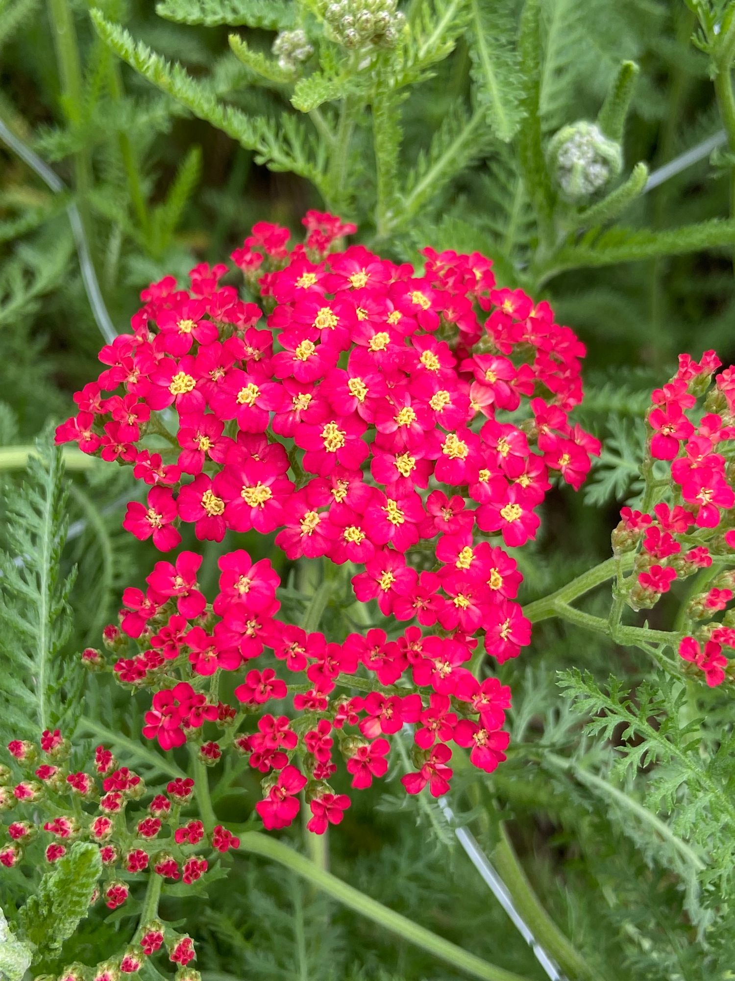 ACHILLEA millefolium