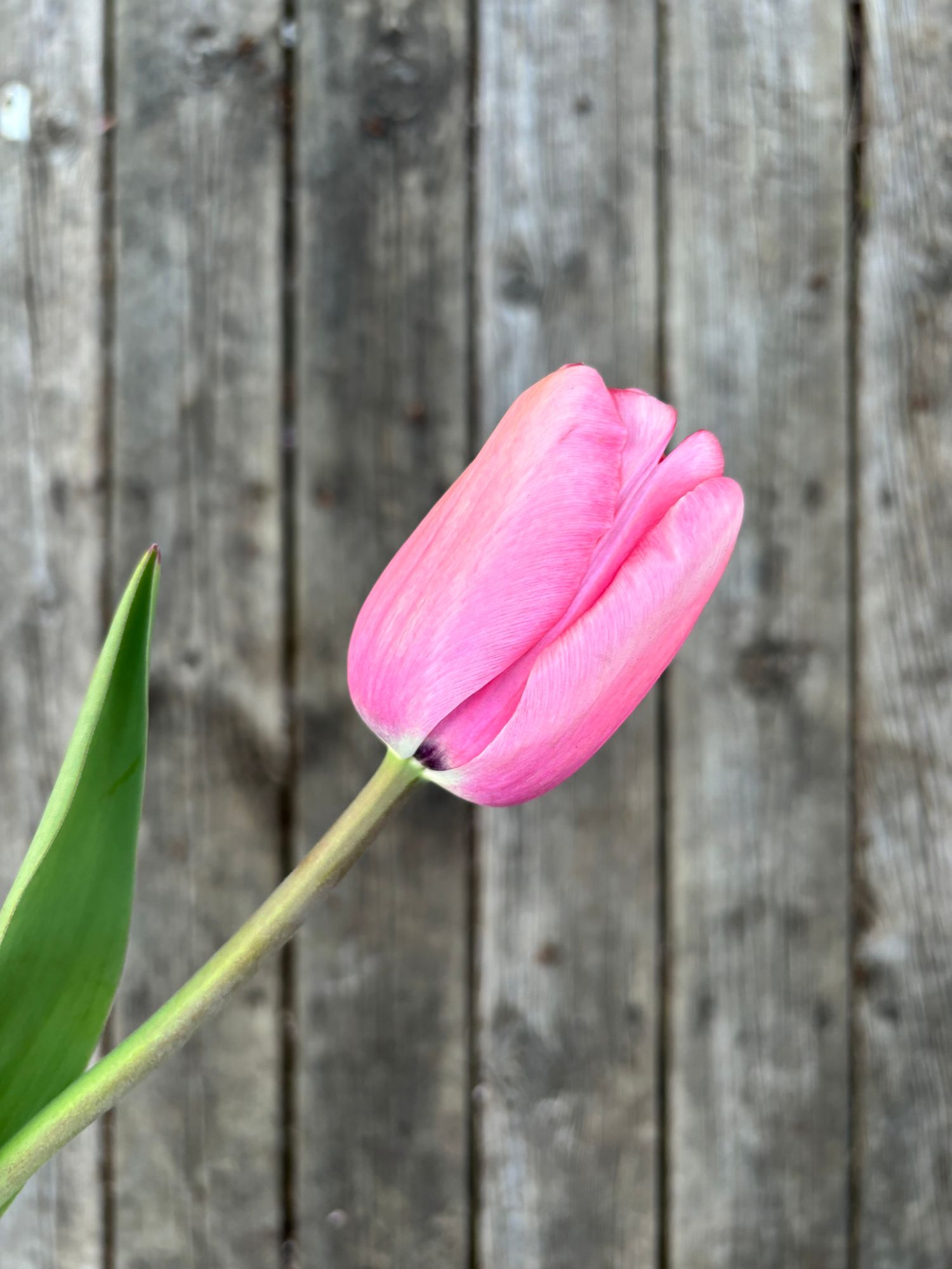 TULIPA Pink Impression
