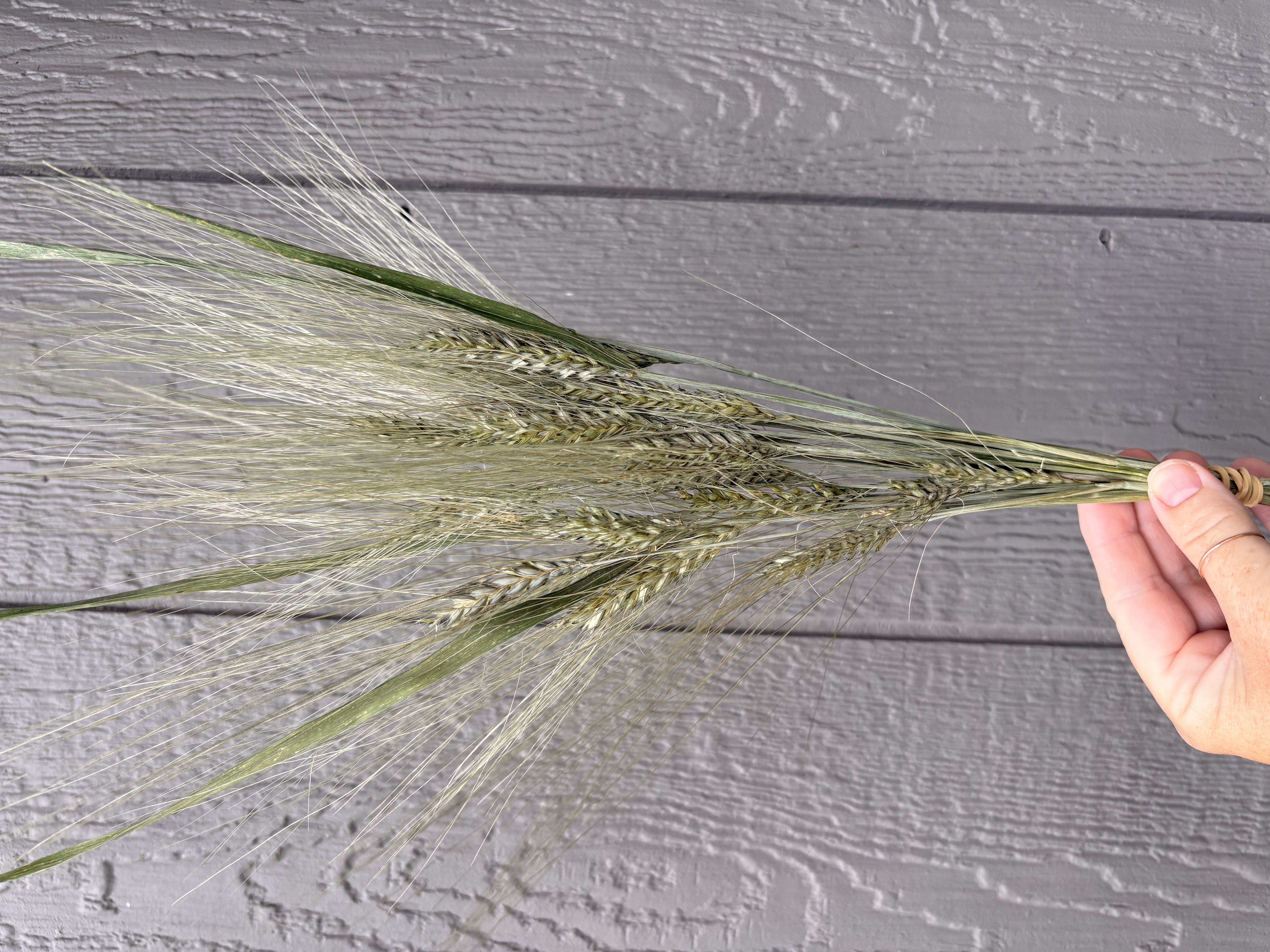 TRITICUM turgidum subsp. durum Blue Beard