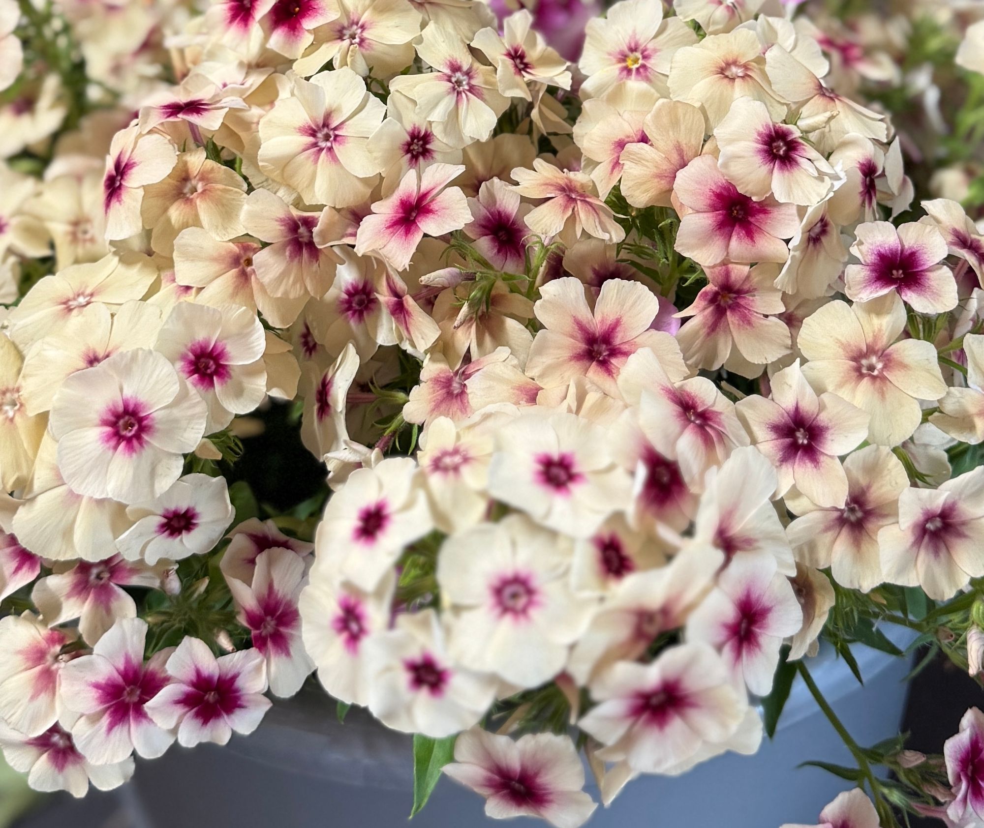 PHLOX drummondii Cherry Caramel